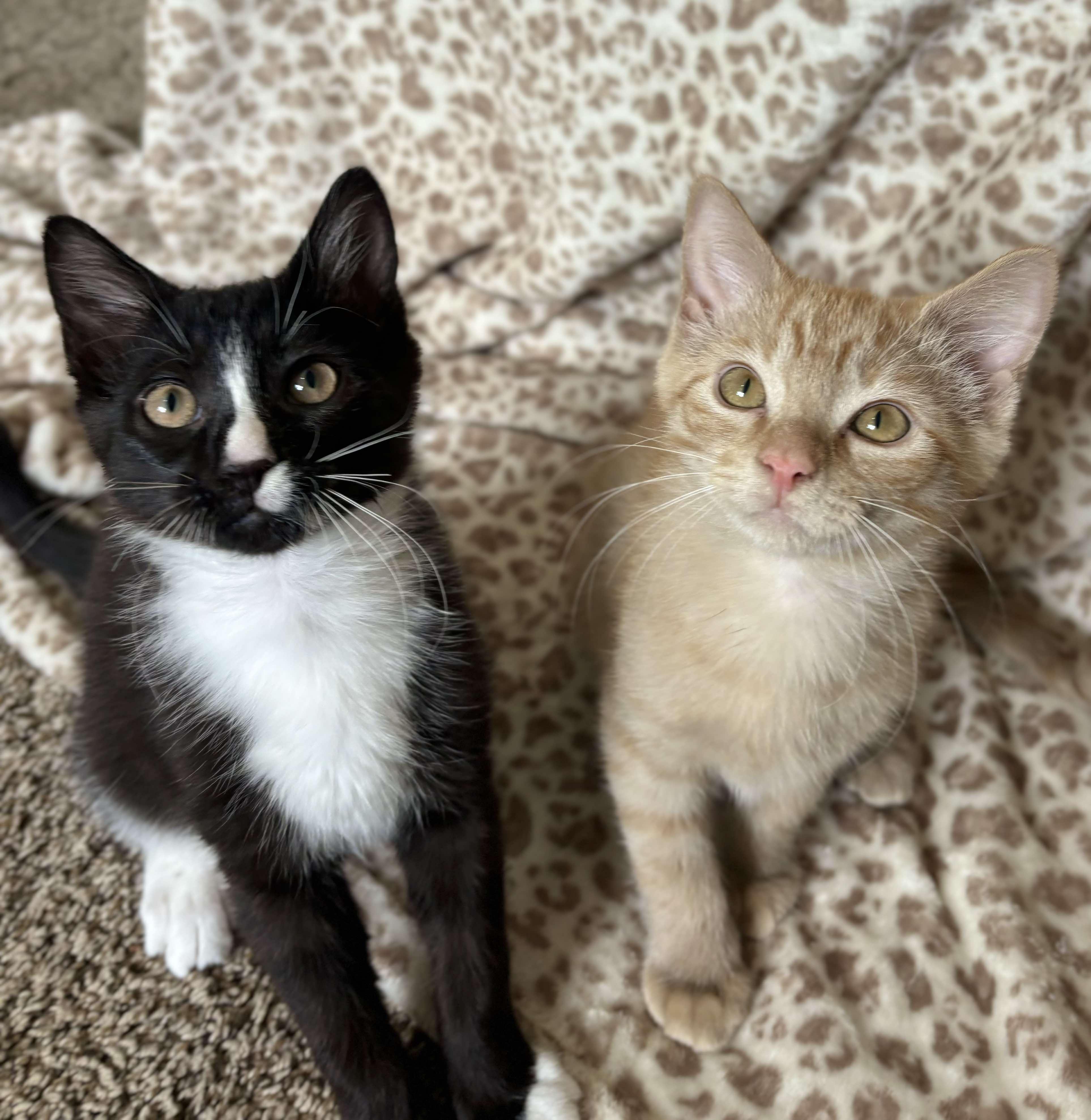 Oreo photo 3