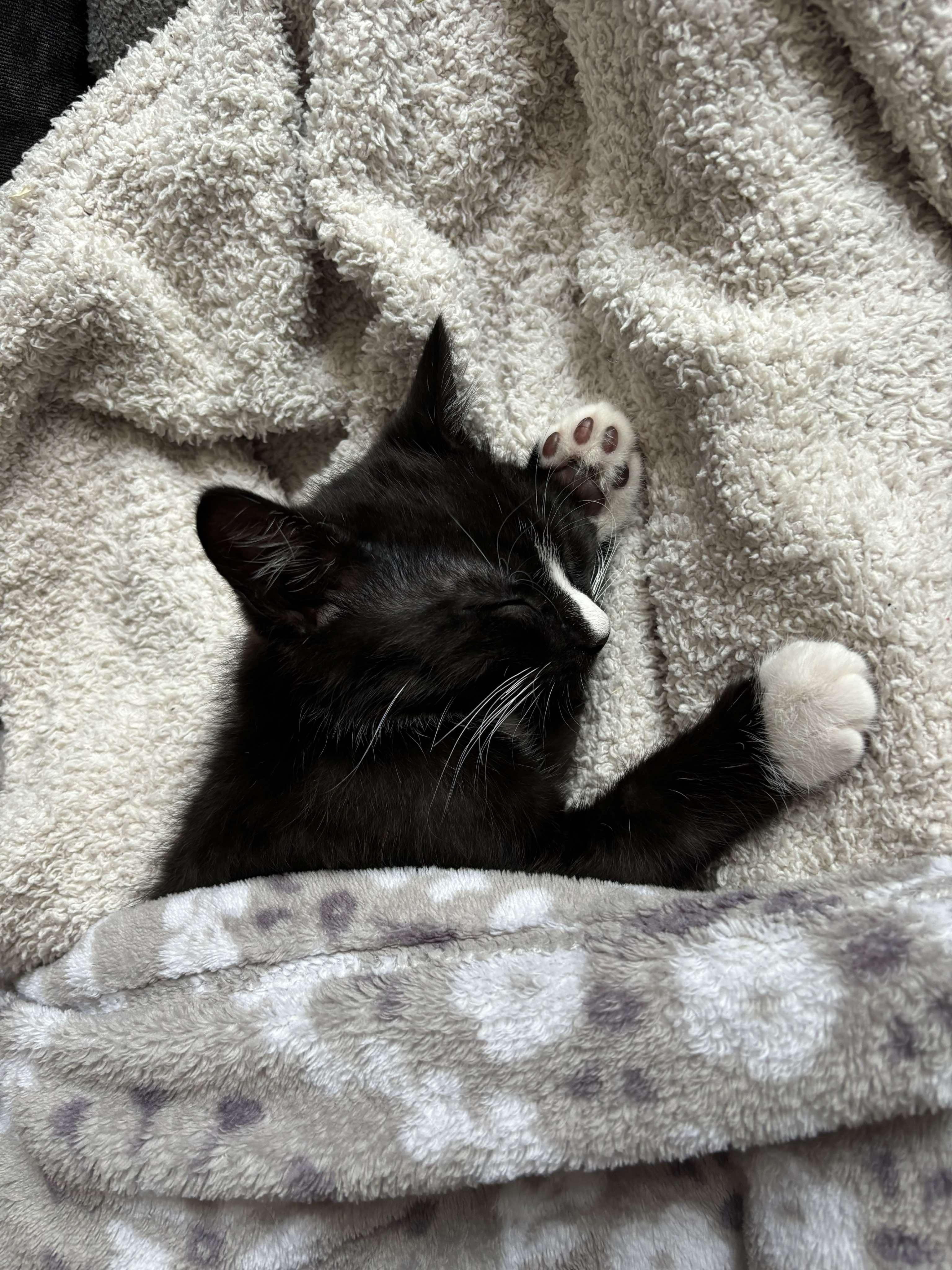Oreo photo 4