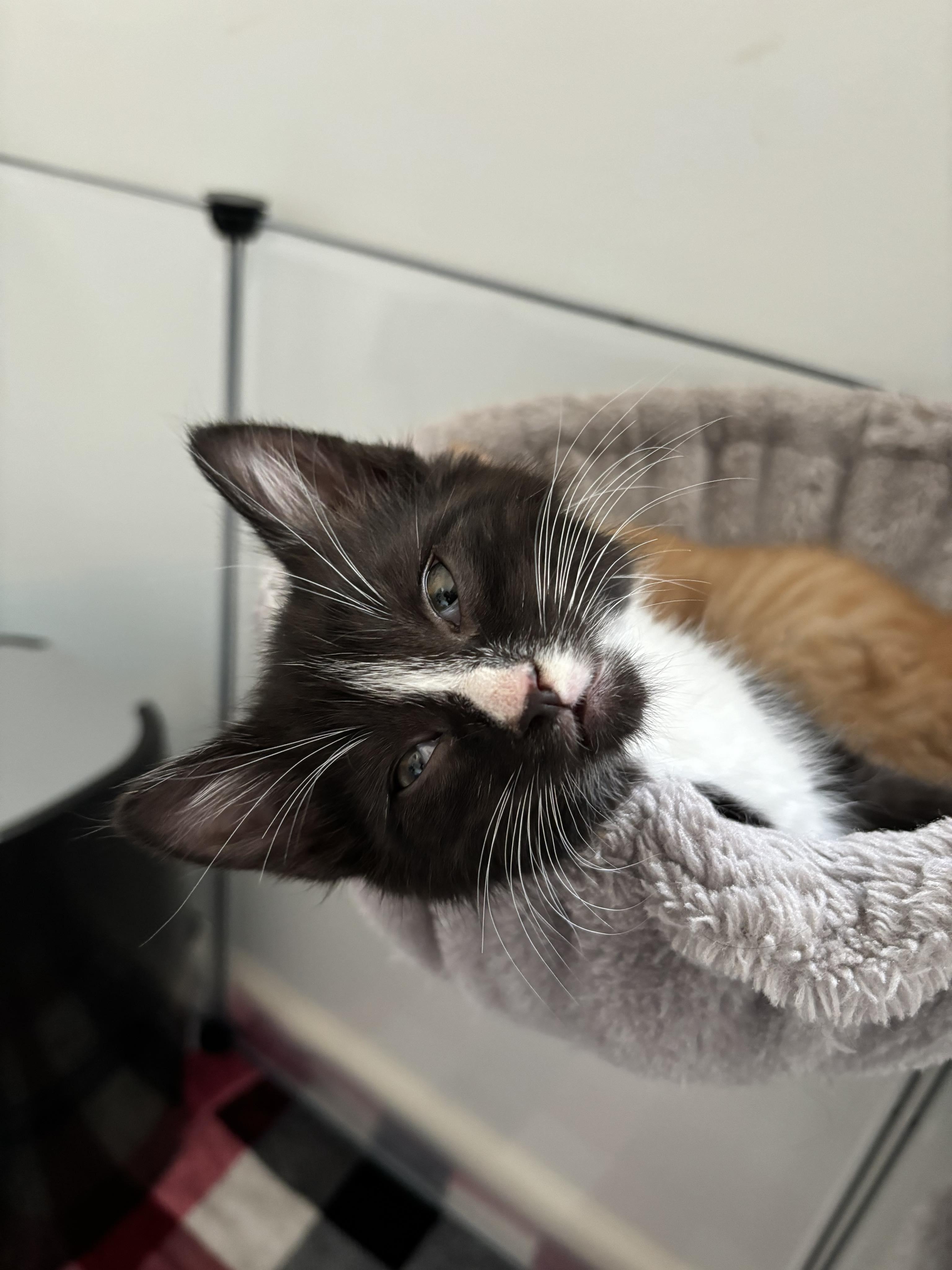 Oreo photo 5