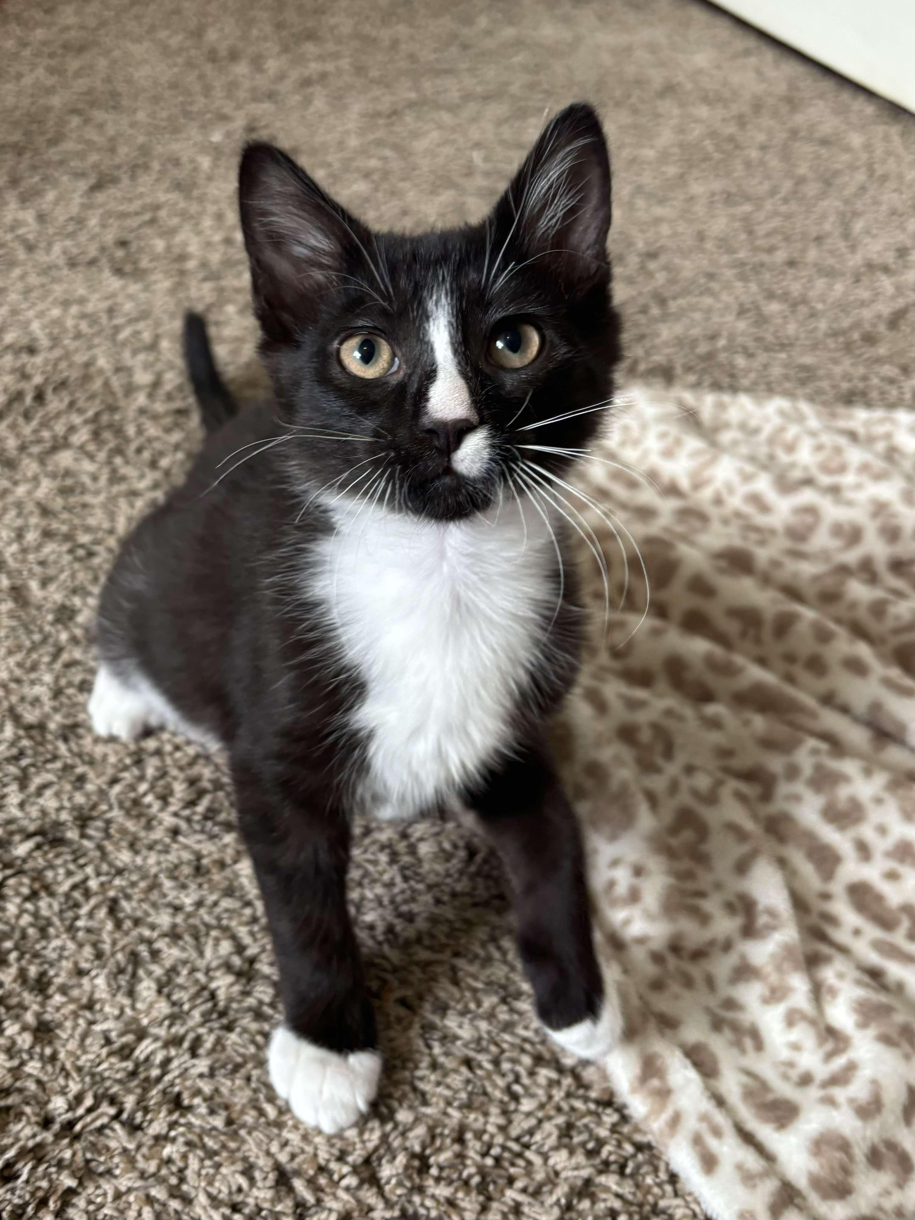 Oreo photo 2