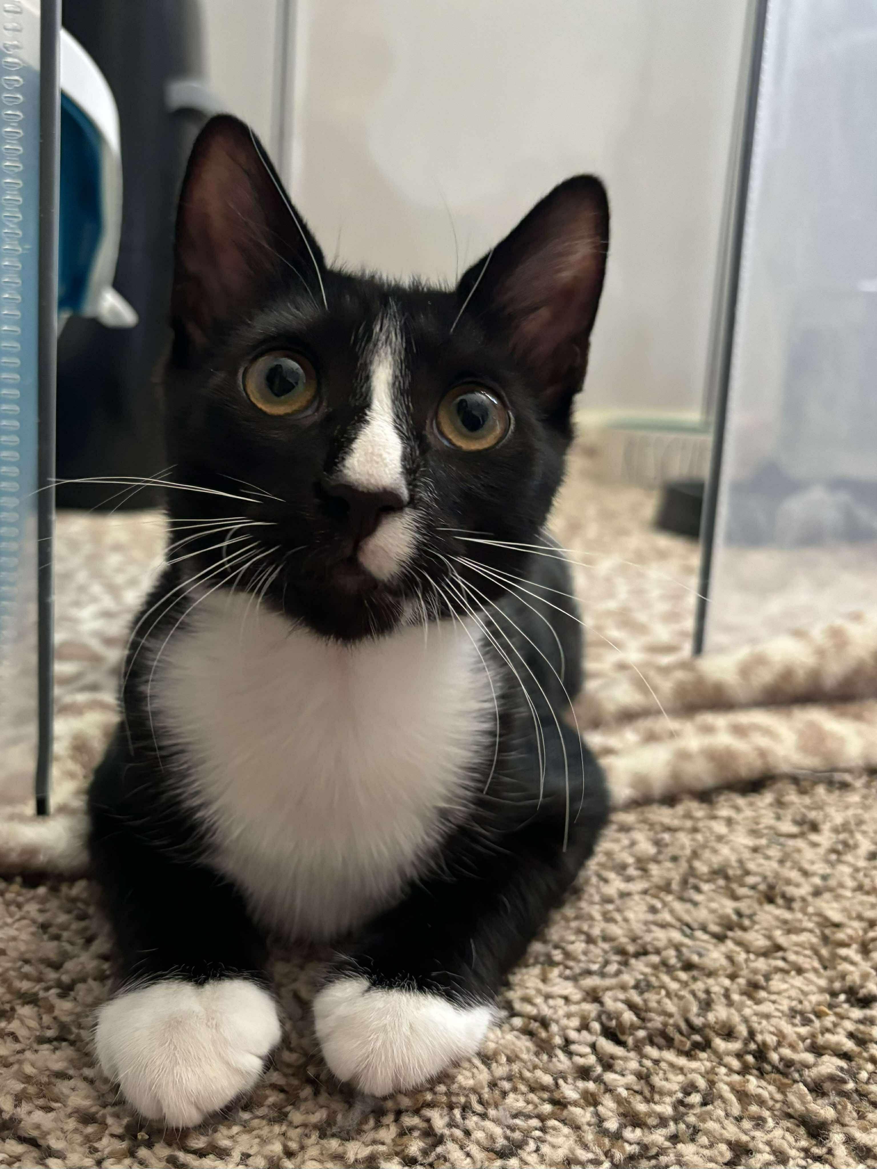 Oreo, Baby Male Domestic Short Hair