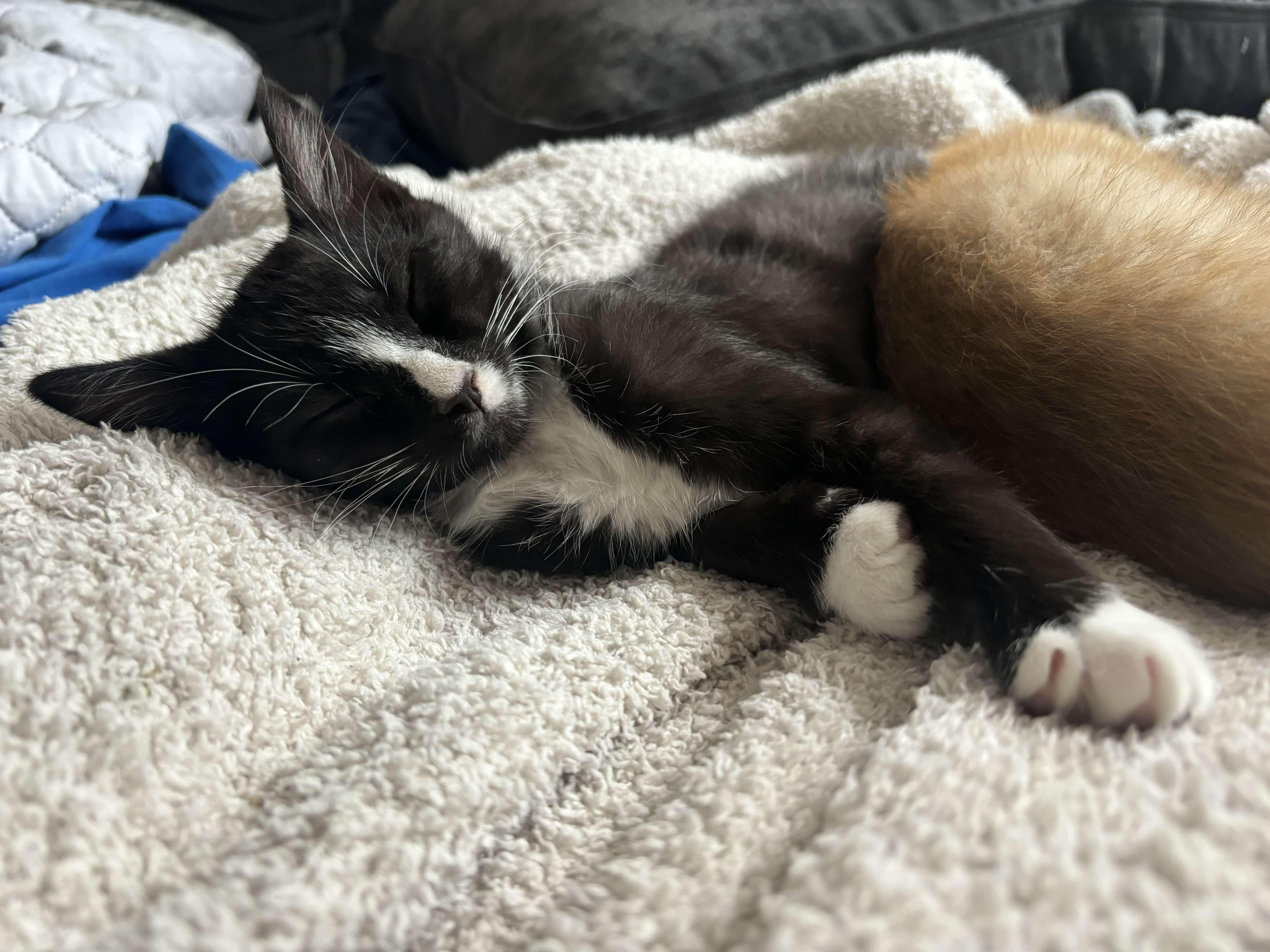 Oreo photo 6