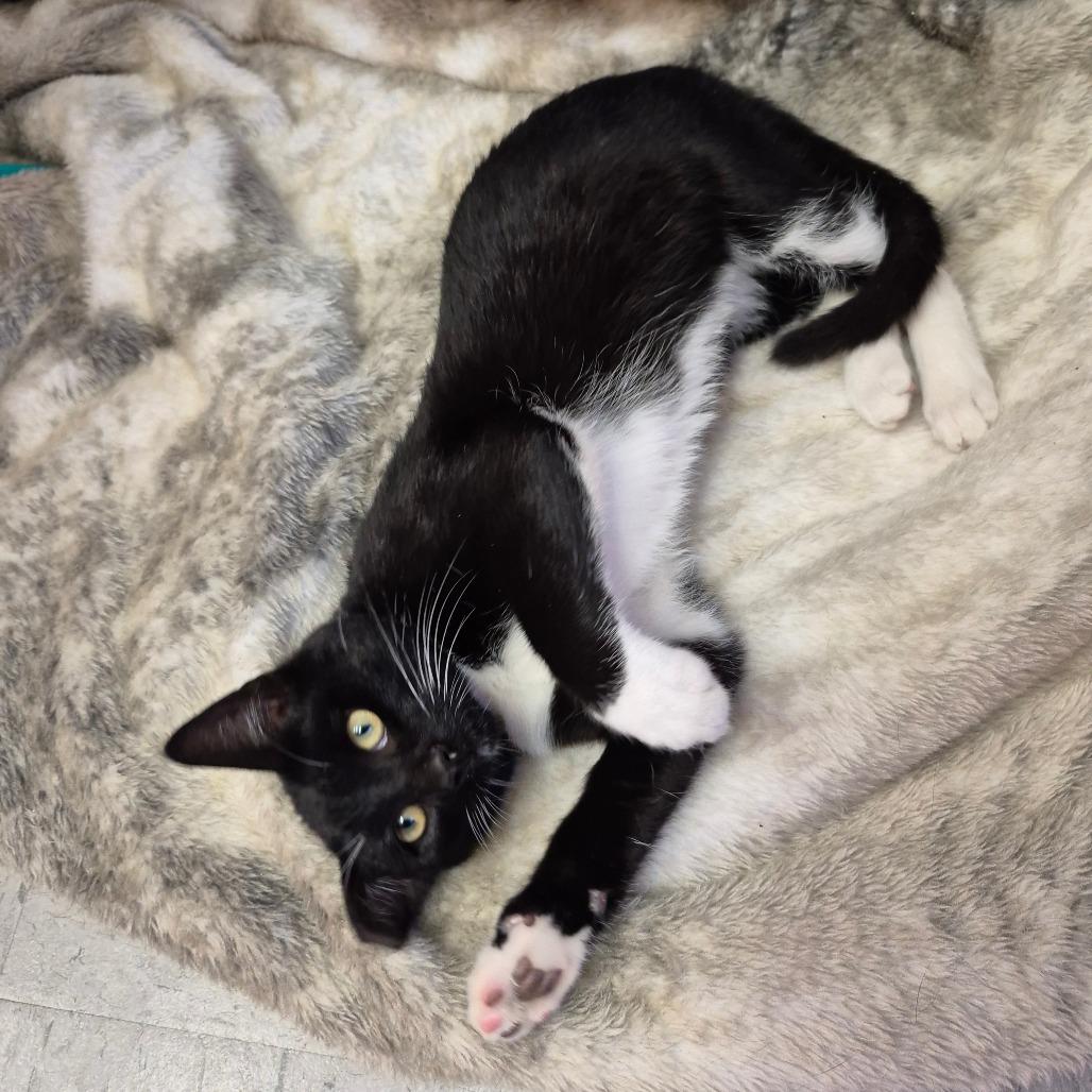 Enlarge Flynn, a Adoptable Domestic Short Hair in Newark, NJ image 2/2