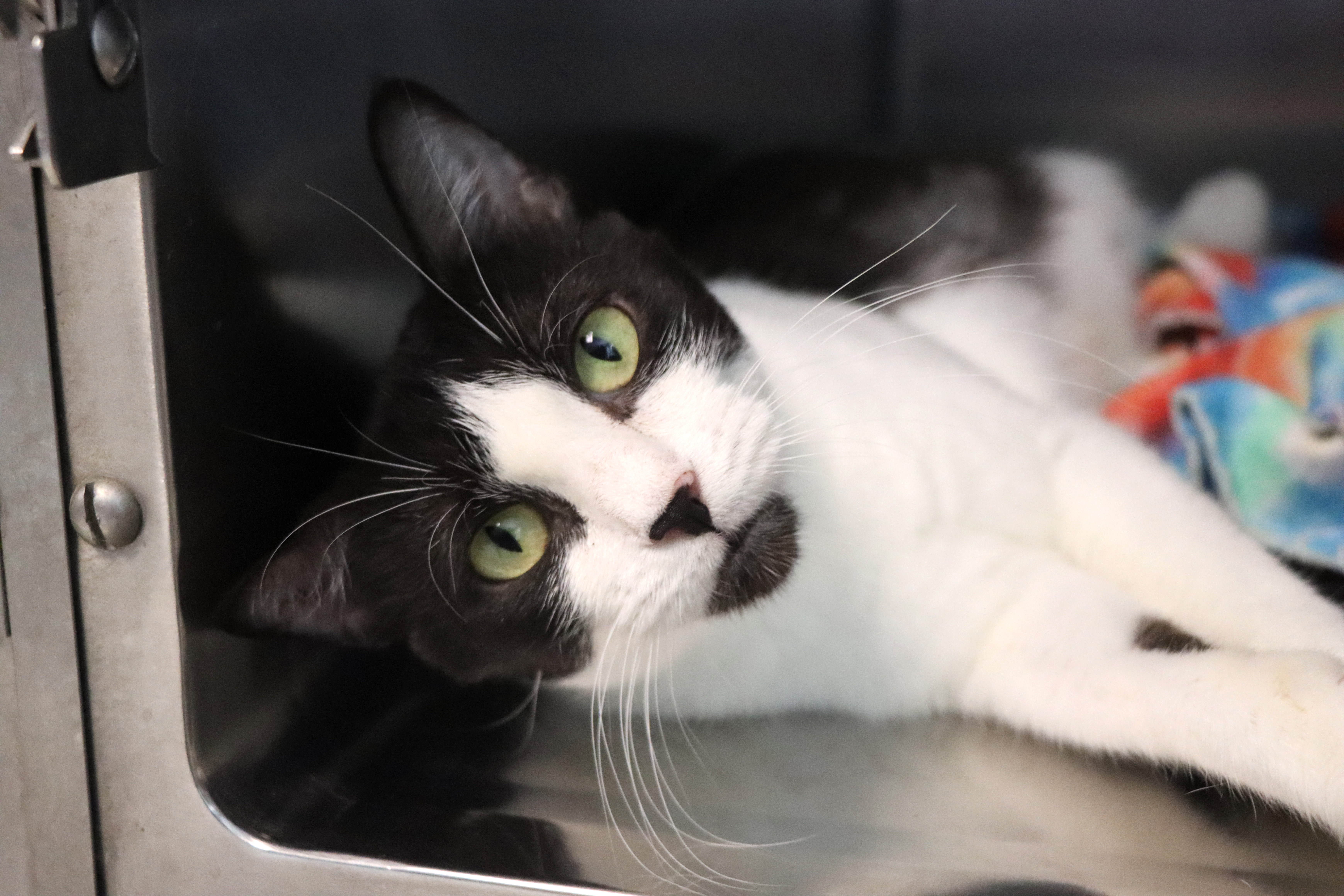 Enlarge Alianna, an adoptable Domestic Short Hair in House Springs, MO image 1/1