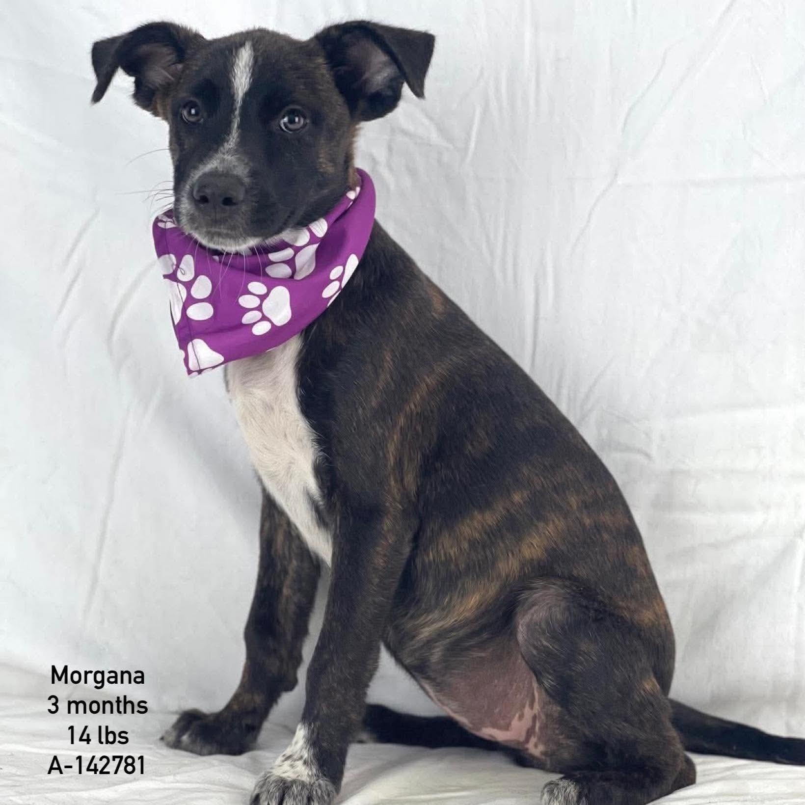 Morgana - Local October 9-11, Adoptable, Puppy Female Labrador Retriever.
