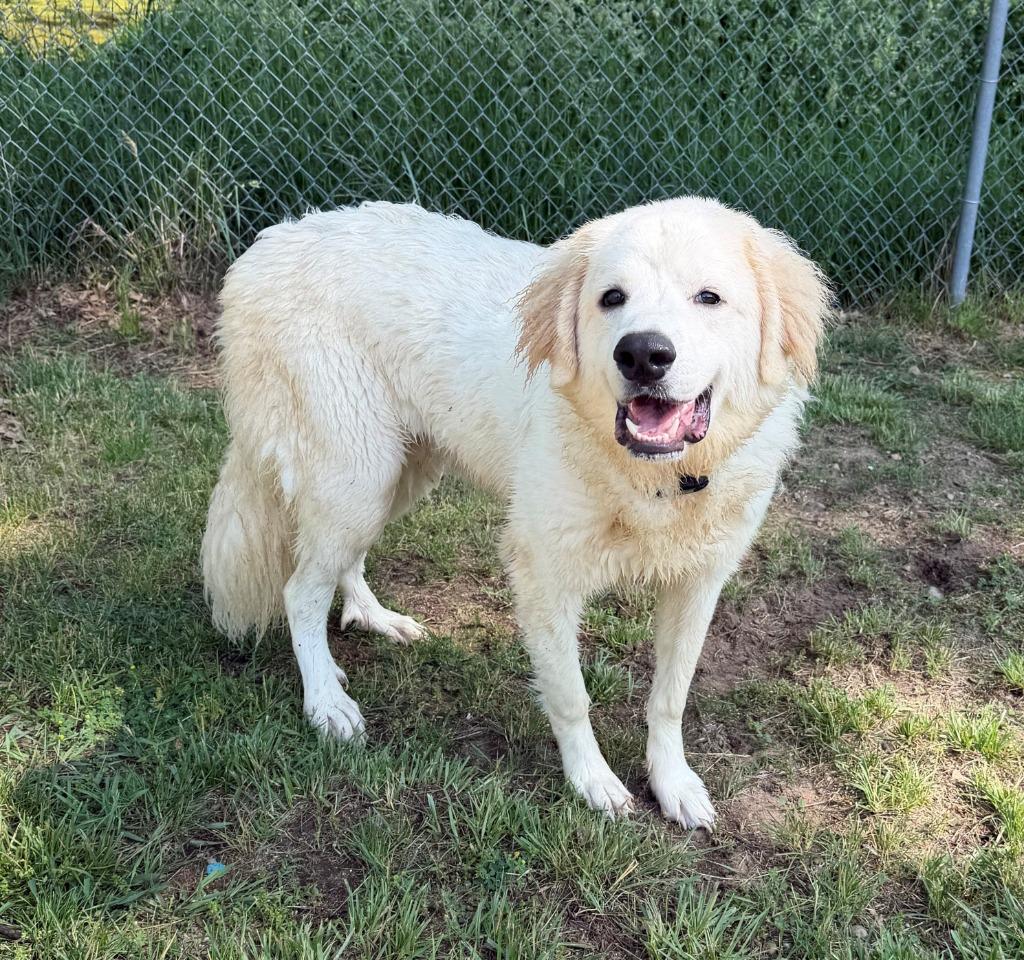 ELLIOTT, a Adoptable mixed breed in Hastings, MI image 1/2