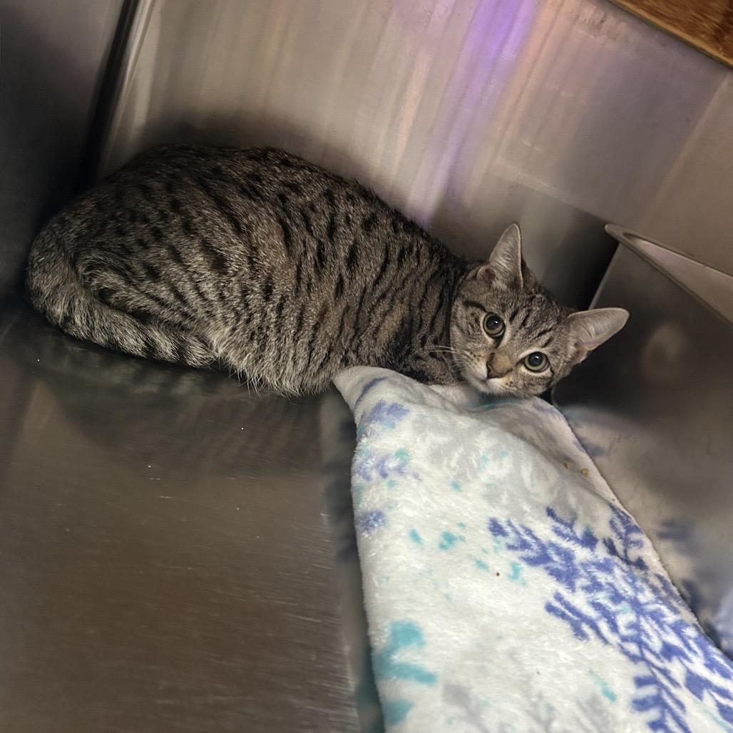 Enlarge Beatrice, a Adoptable Domestic Short Hair in Pensacola, FL image 1/1