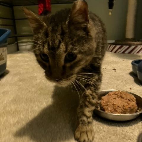 Charley, a Adoptable Domestic Medium Hair in Leander, TX image 1/4