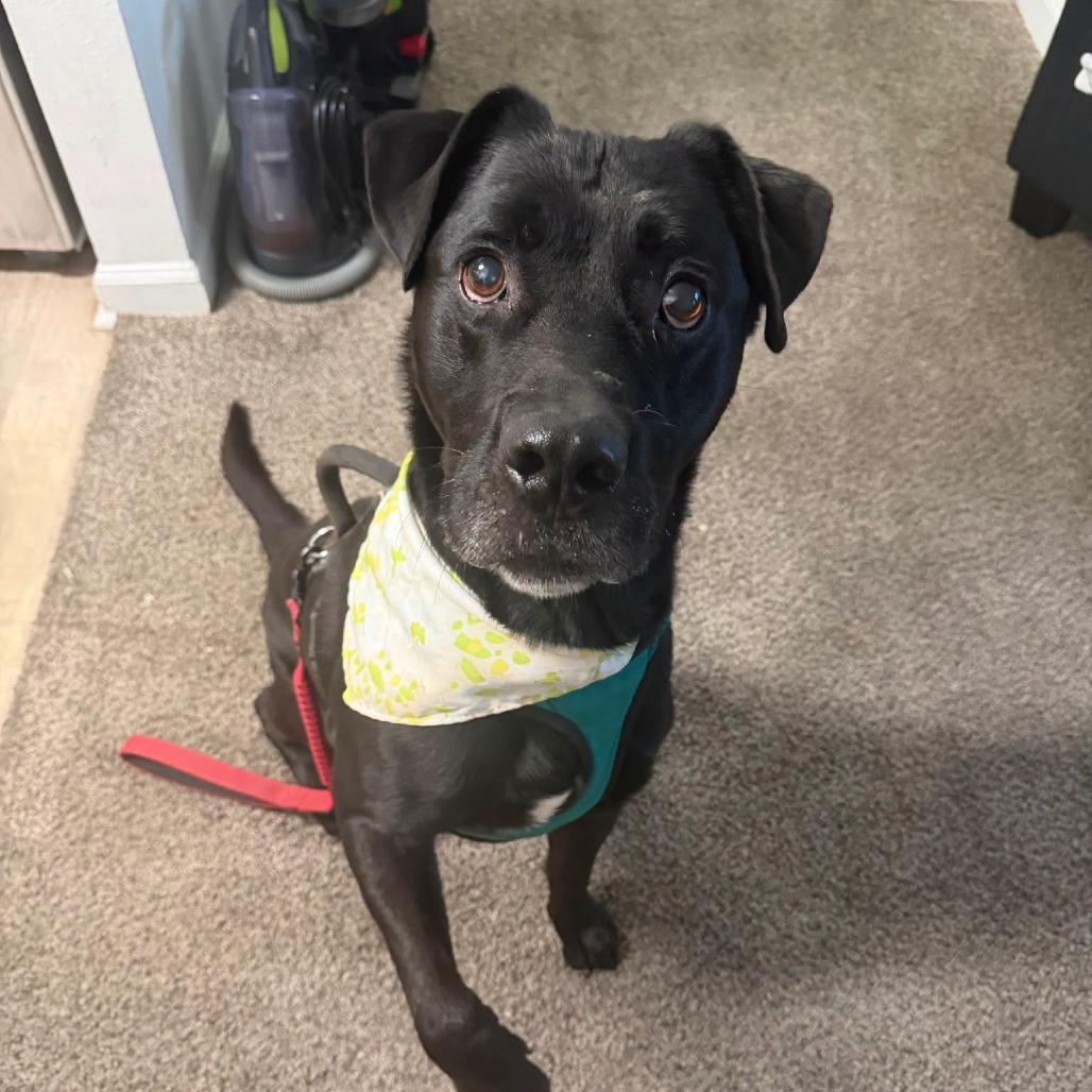 Cody *AVAILABLE IN FOSTER*, Adoptable, Adult Male Mixed Breed.