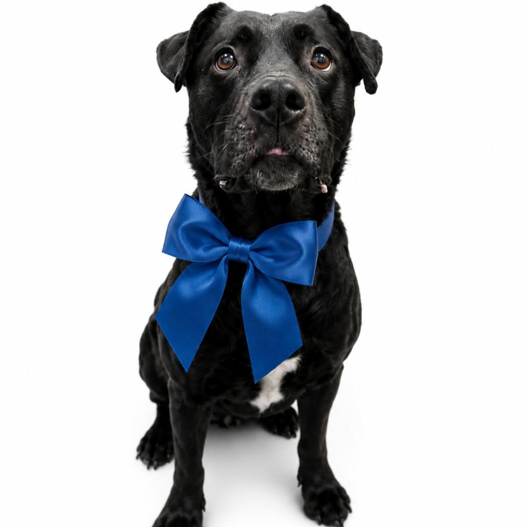 Cody, Adoptable, Adult Male Mixed Breed.