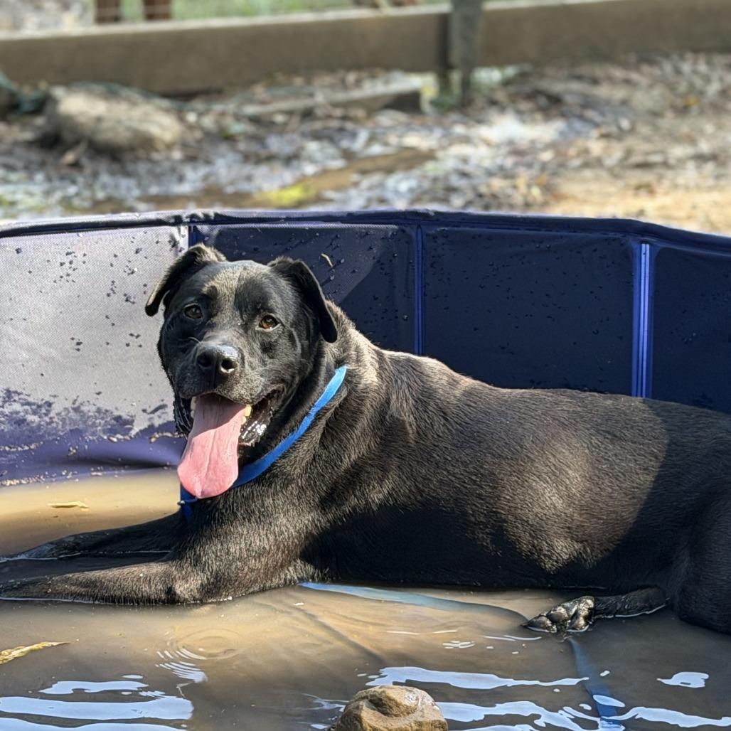 Enlarge Cody *AVAILABLE IN FOSTER*, a Adoptable Mixed Breed in Columbiana, AL image 3/6