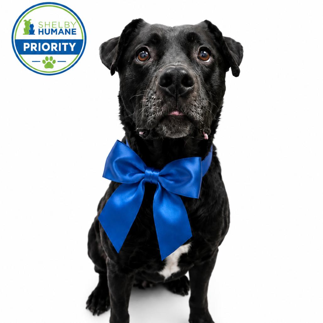 Cody(Foster for the Heat), a Adoptable Mixed Breed in Columbiana, AL image 2/2
