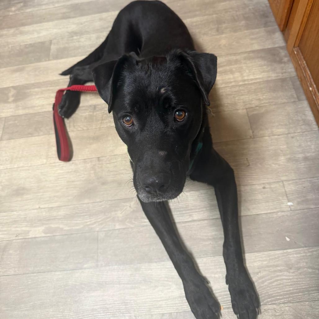 Enlarge Cody *AVAILABLE IN FOSTER*, a Adoptable Mixed Breed in Columbiana, AL image 5/6