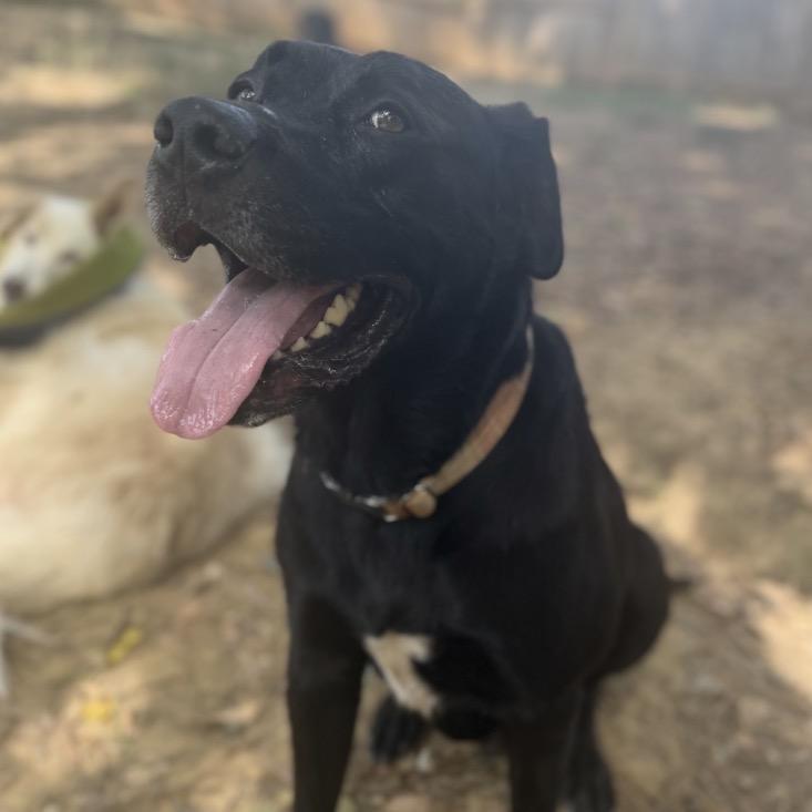 Enlarge Cody *AVAILABLE IN FOSTER*, a Adoptable Mixed Breed in Columbiana, AL image 6/6