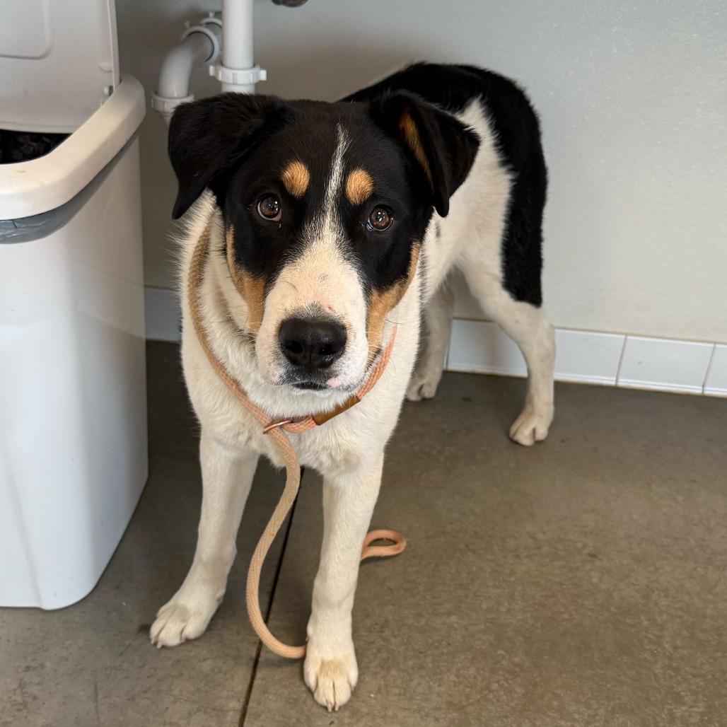 Enlarge Donny, a Adoptable Mixed Breed in Rifle, CO image 1/5