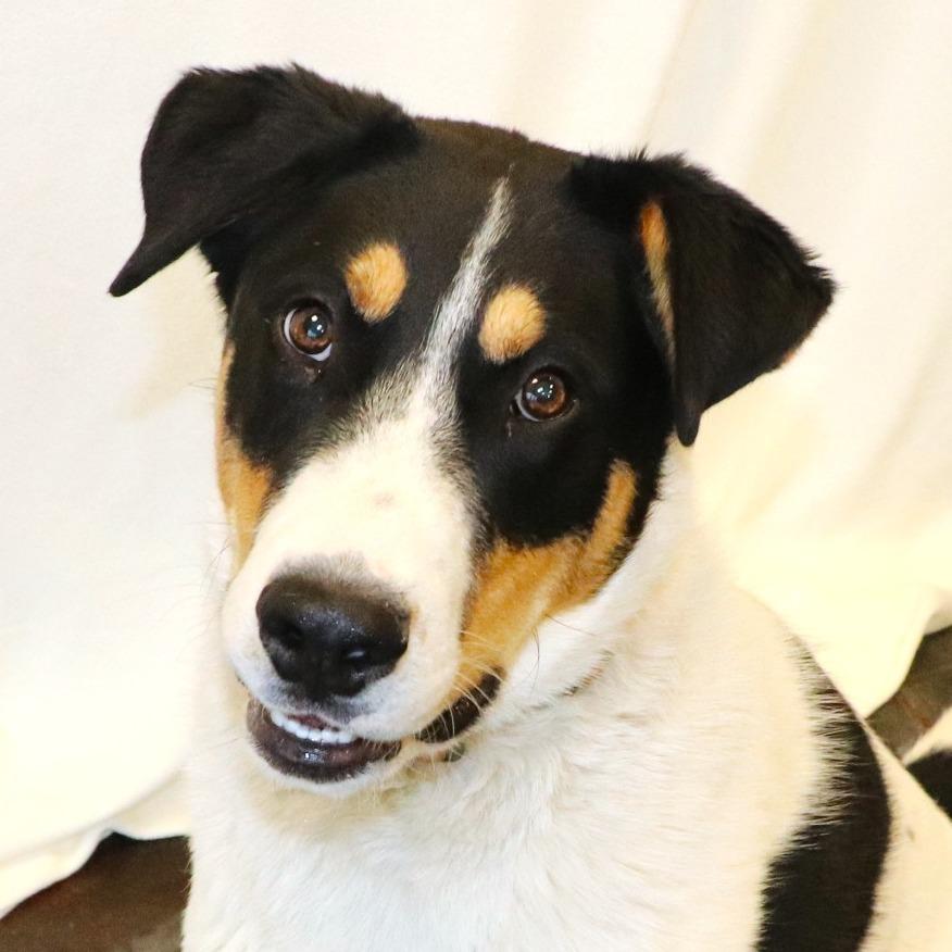 Enlarge Donny, a Adoptable Mixed Breed in Rifle, CO image 2/5