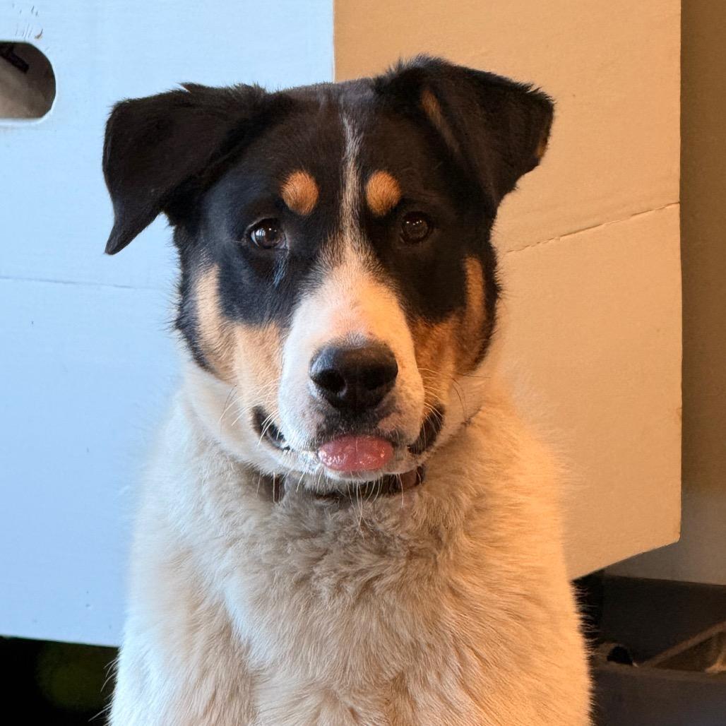 Enlarge Donny, a Adoptable Mixed Breed in Rifle, CO image 3/5