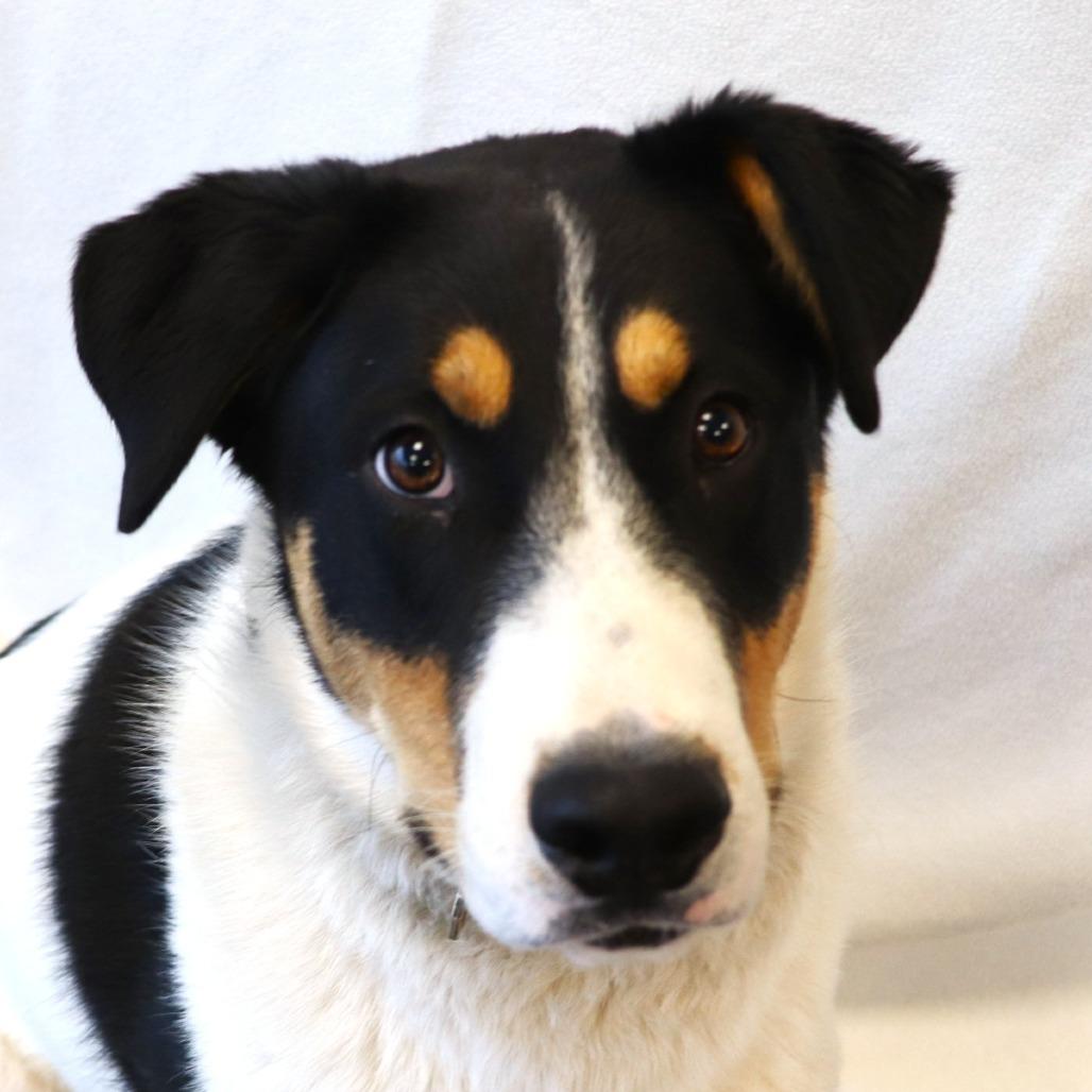 Enlarge Donny, a Adoptable Mixed Breed in Rifle, CO image 4/5