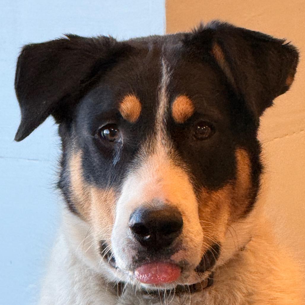 Enlarge Donny, a Adoptable Mixed Breed in Rifle, CO image 5/5