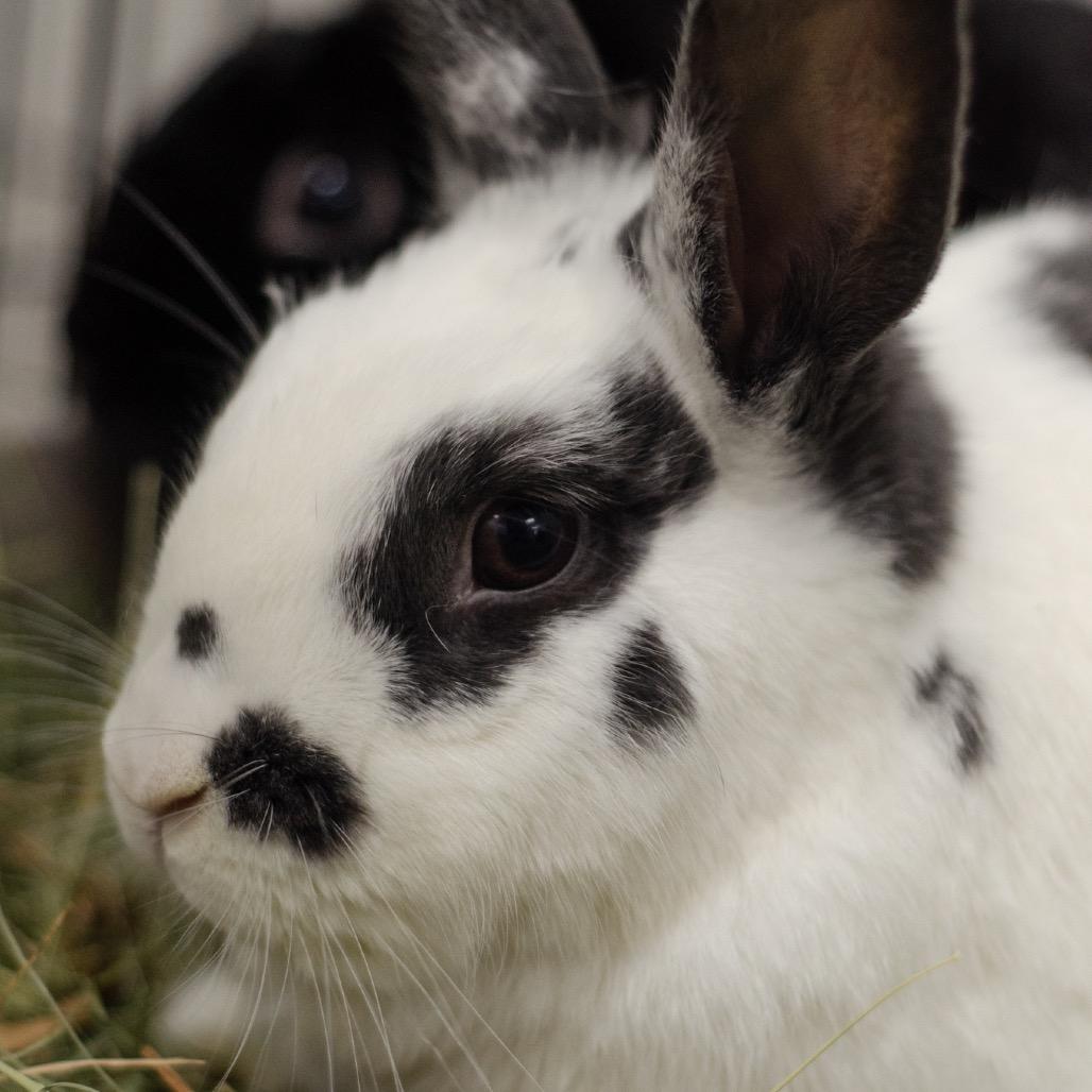 Enlarge Hennessy, a Adoptable English Spot in Kennesaw, GA image 1/3