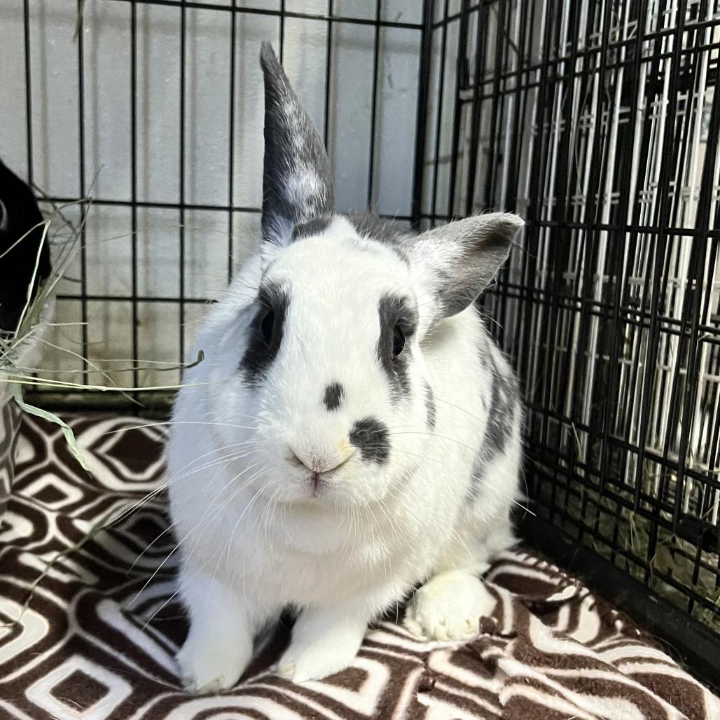 Enlarge Hennessy, a Adoptable English Spot in Kennesaw, GA image 2/3