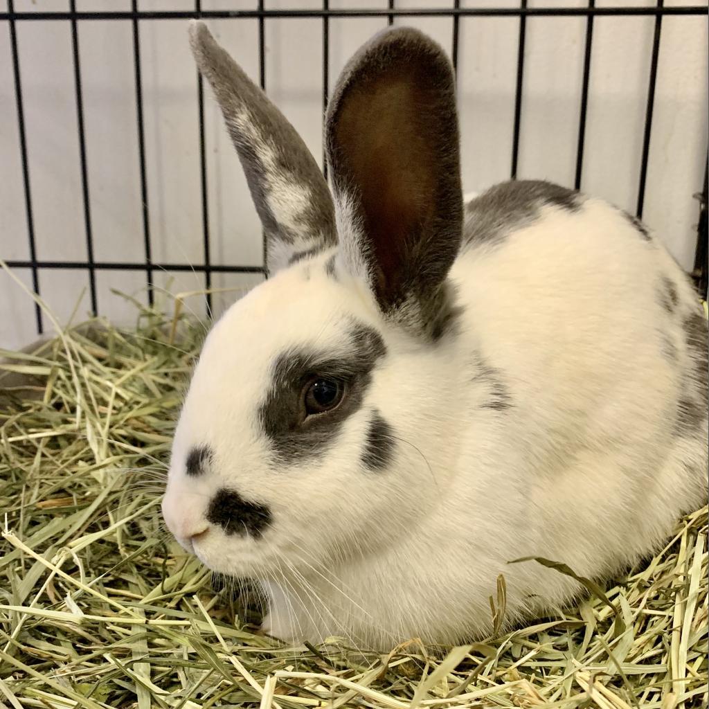 Enlarge Hennessy, a Adoptable English Spot in Kennesaw, GA image 3/3