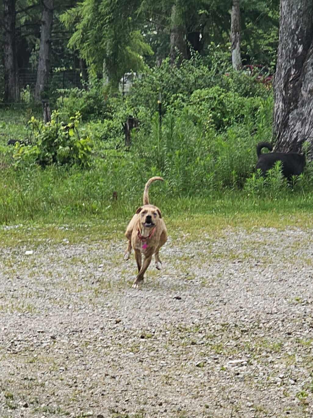 Mama, a Adoptable mixed breed in Greenwood, IN image 2/6