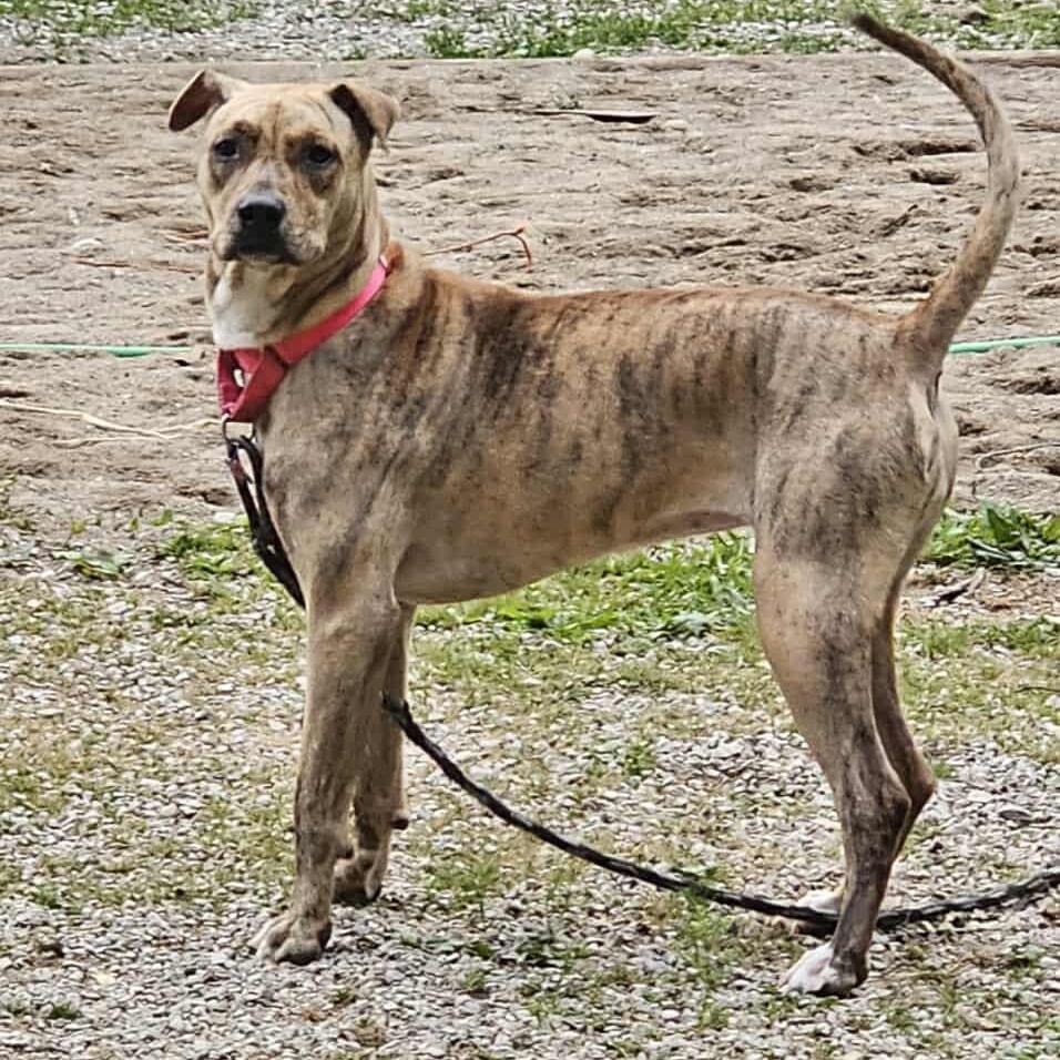 Mama, Adoptable, Young Female Mountain Cur.