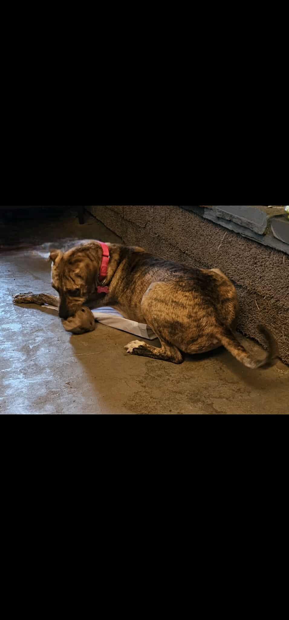 Mama, a Adoptable mixed breed in Greenwood, IN image 3/6