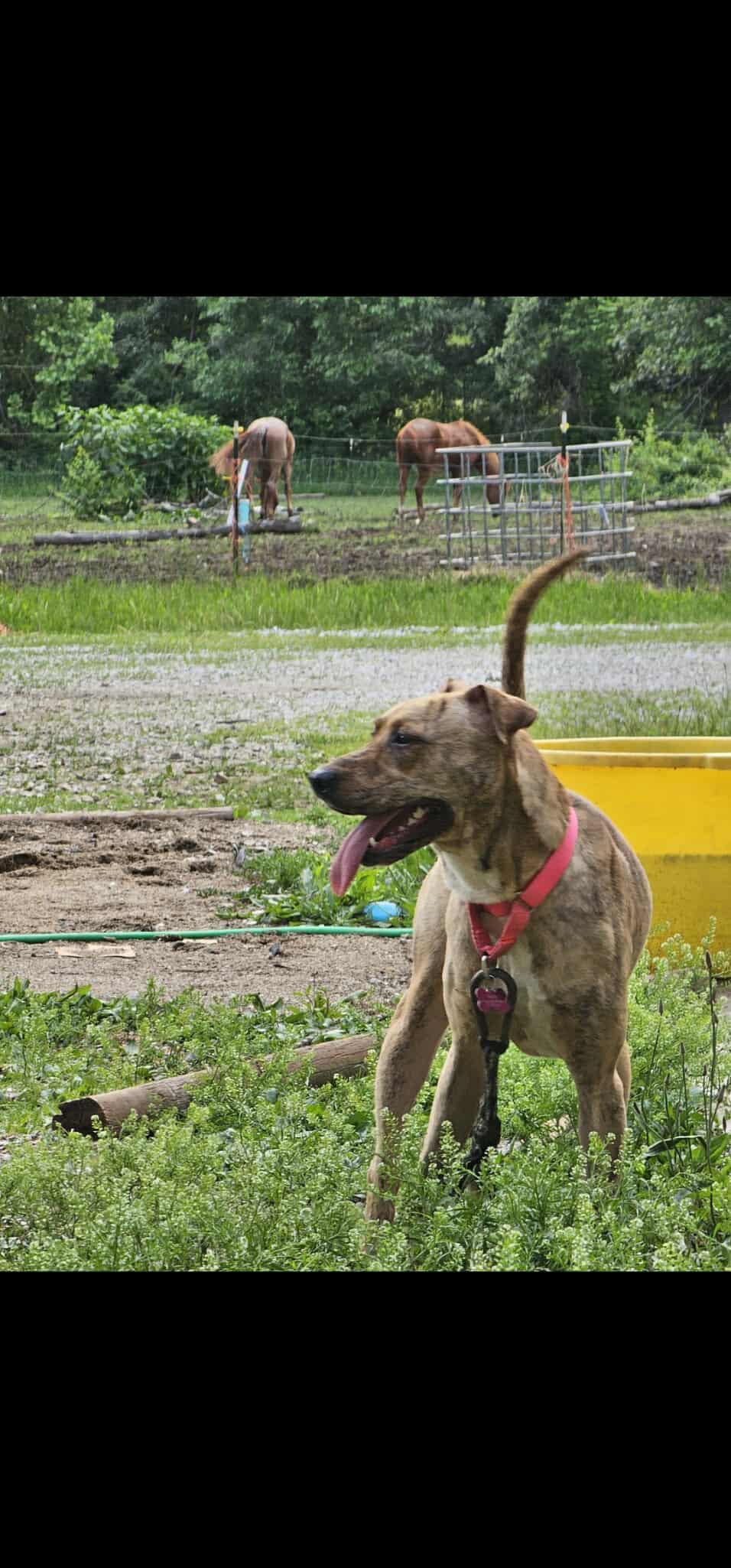 Mama, a Adoptable mixed breed in Greenwood, IN image 4/6