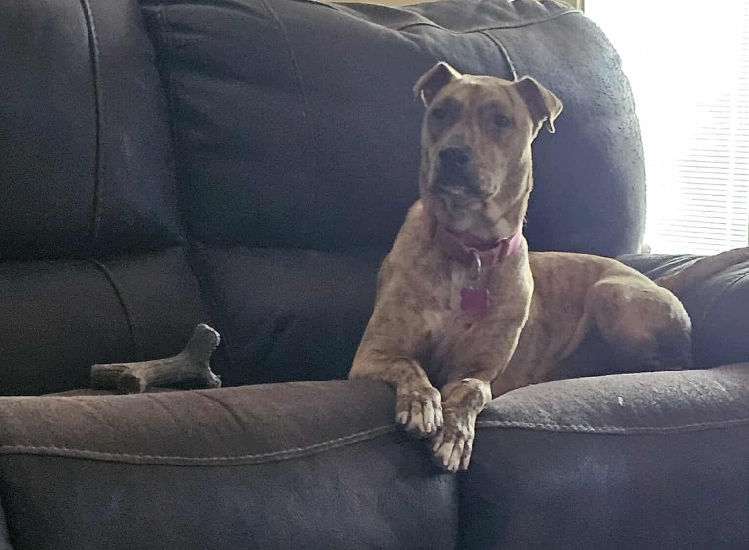 Mama, a Adoptable mixed breed in Greenwood, IN image 5/6