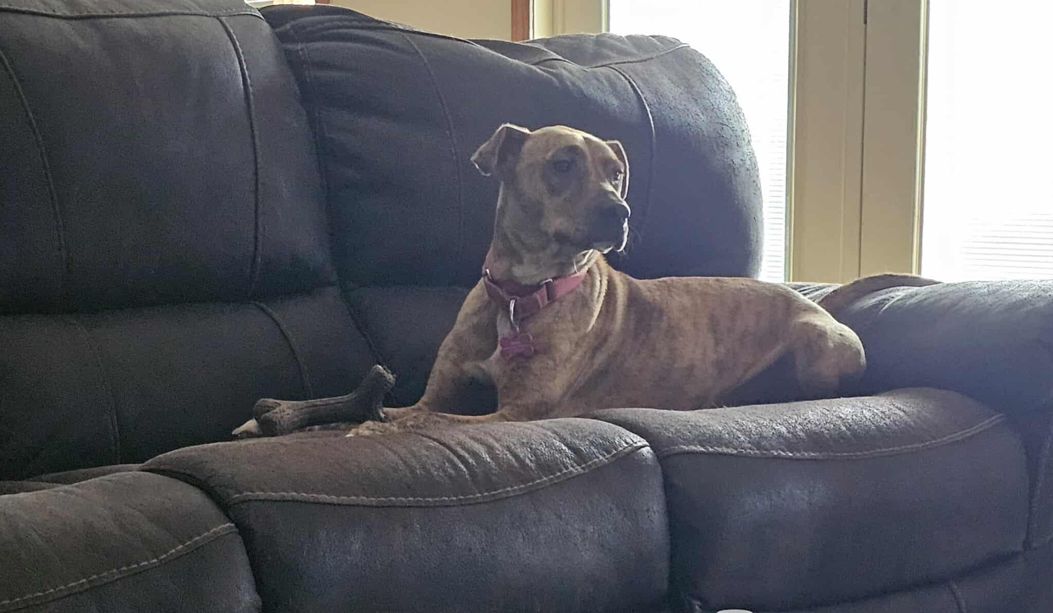 Mama, a Adoptable mixed breed in Greenwood, IN image 6/6