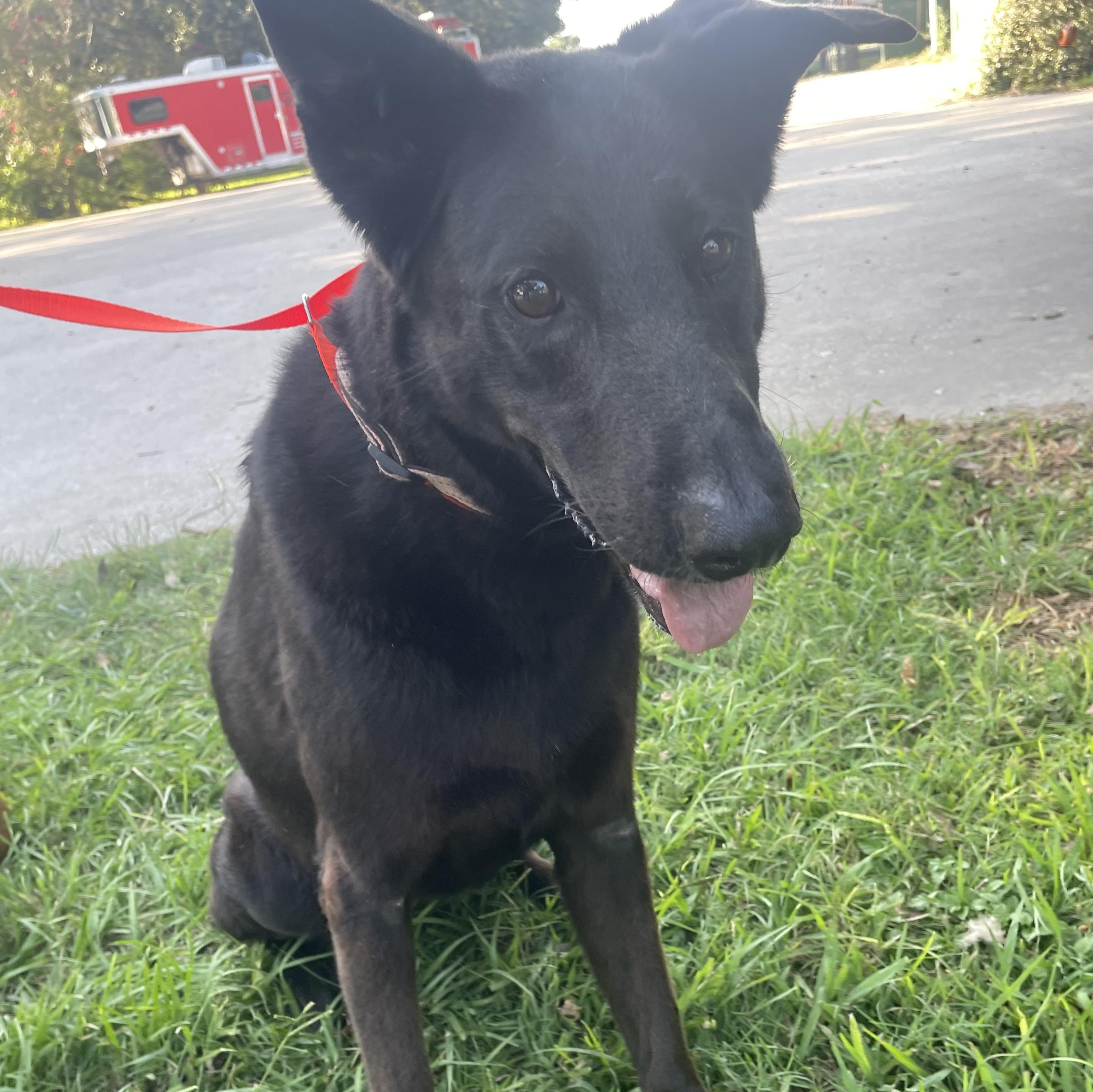 Daisy, Adoptable, Adult Female German Shepherd Dog.