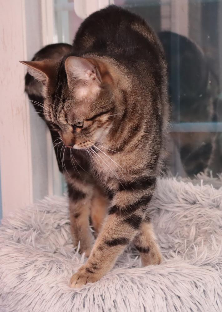 Seamus, Adoptable, Adult Male Domestic Short Hair & Tabby.