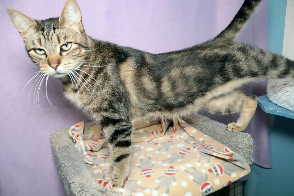 Seamus, a Adoptable mixed breed in Vancouver, WA image 2/4