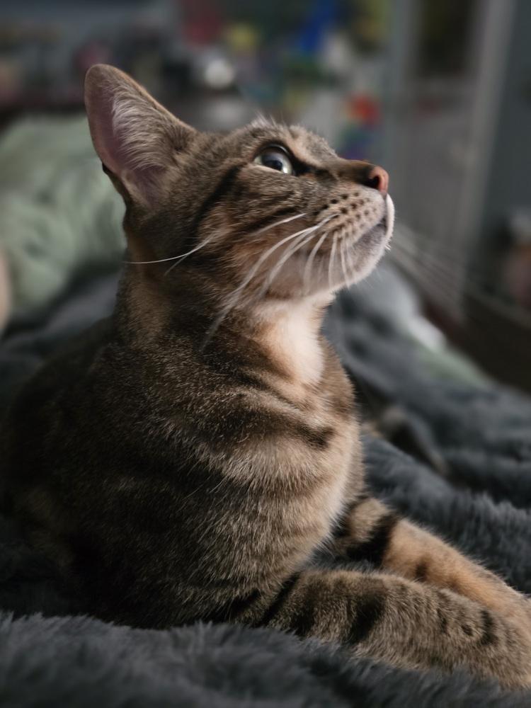 Seamus, a Adoptable mixed breed in Vancouver, WA image 3/4