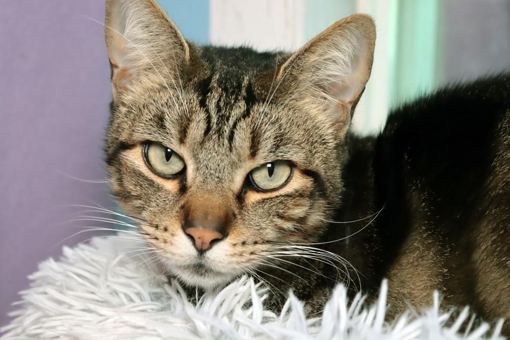 Seamus, a Adoptable mixed breed in Vancouver, WA image 4/4