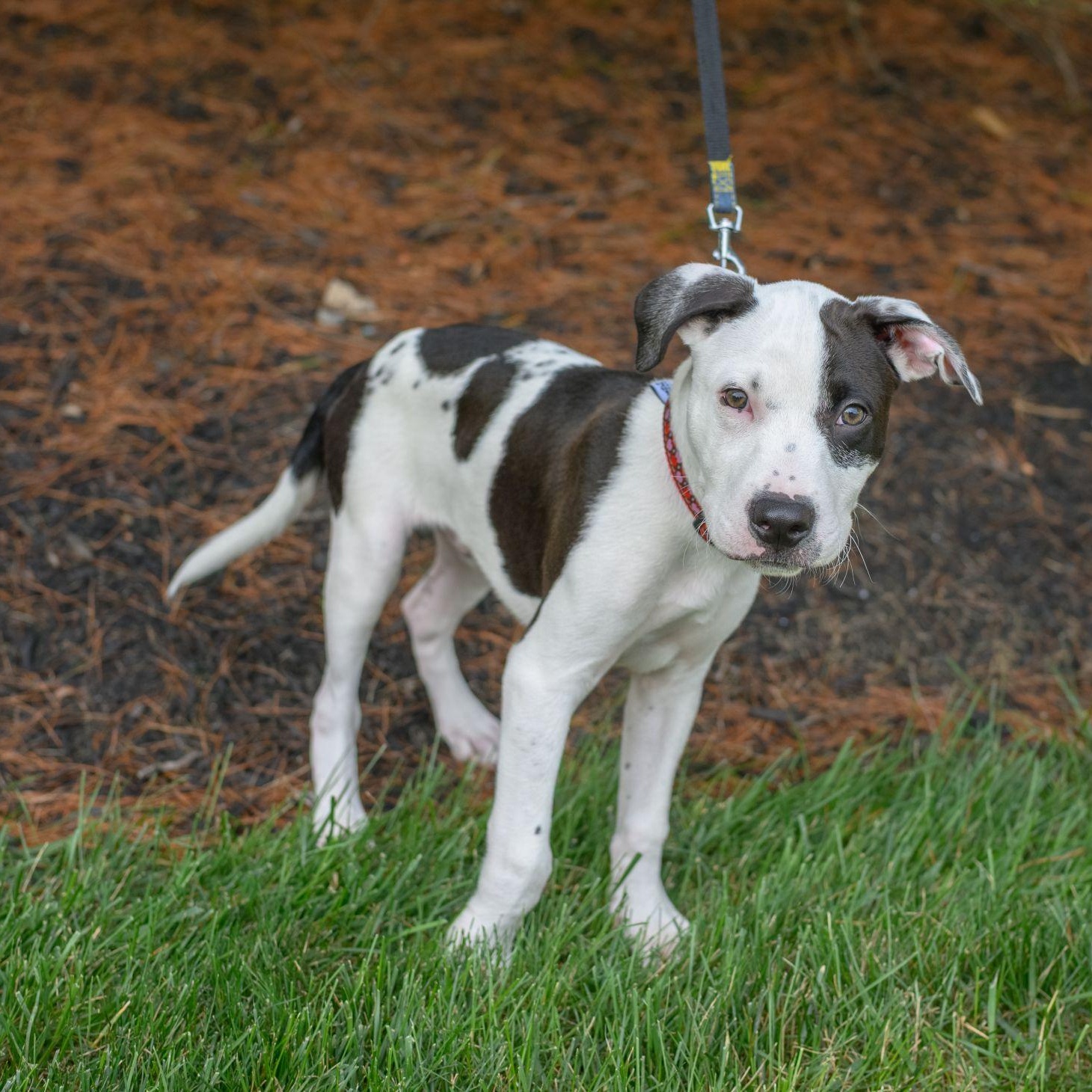 ZEUS, an adopted mixed breed in Hamilton, NJ image 2/5