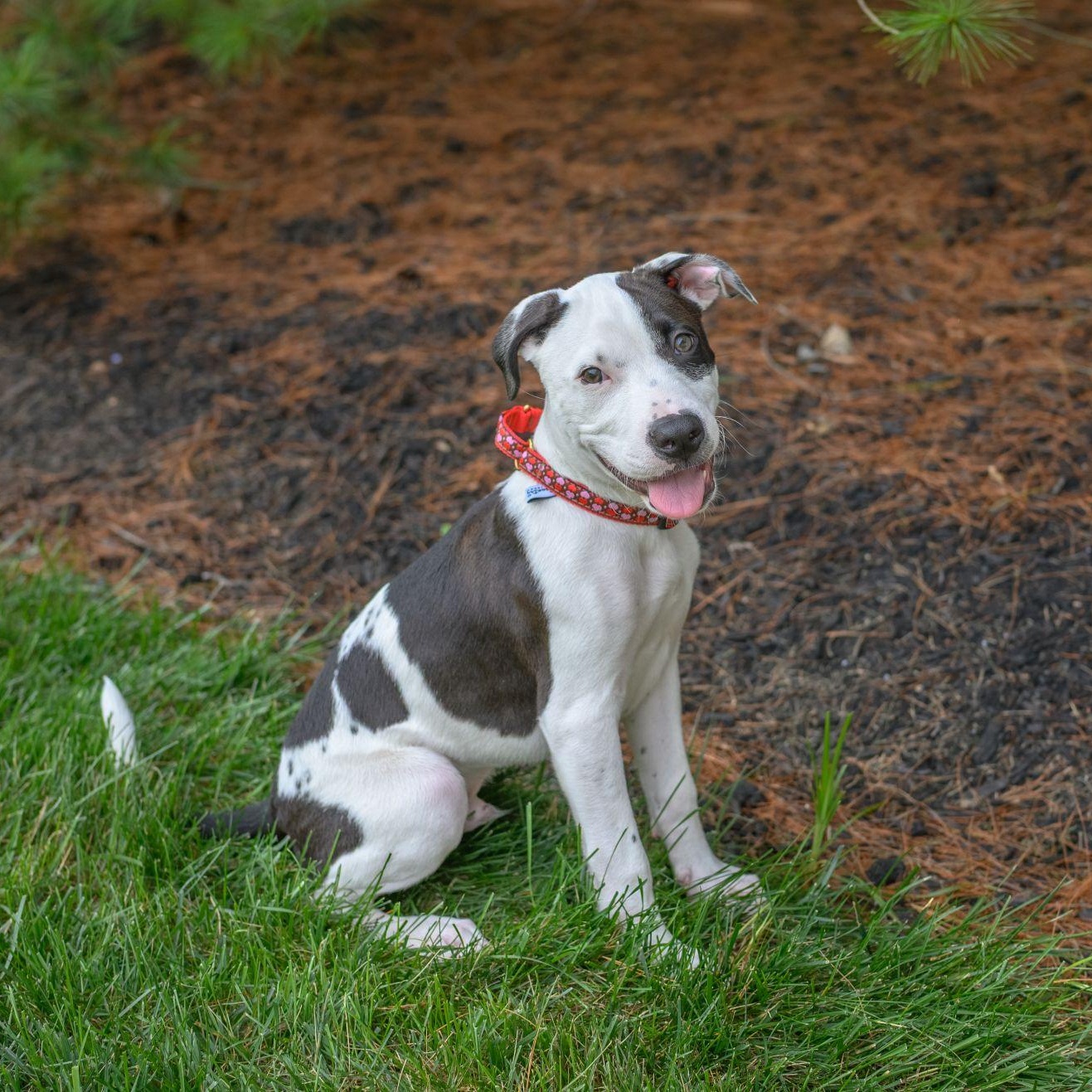 ZEUS, adopted, Puppy Male Pit Bull Terrier & Labrador Retriever.