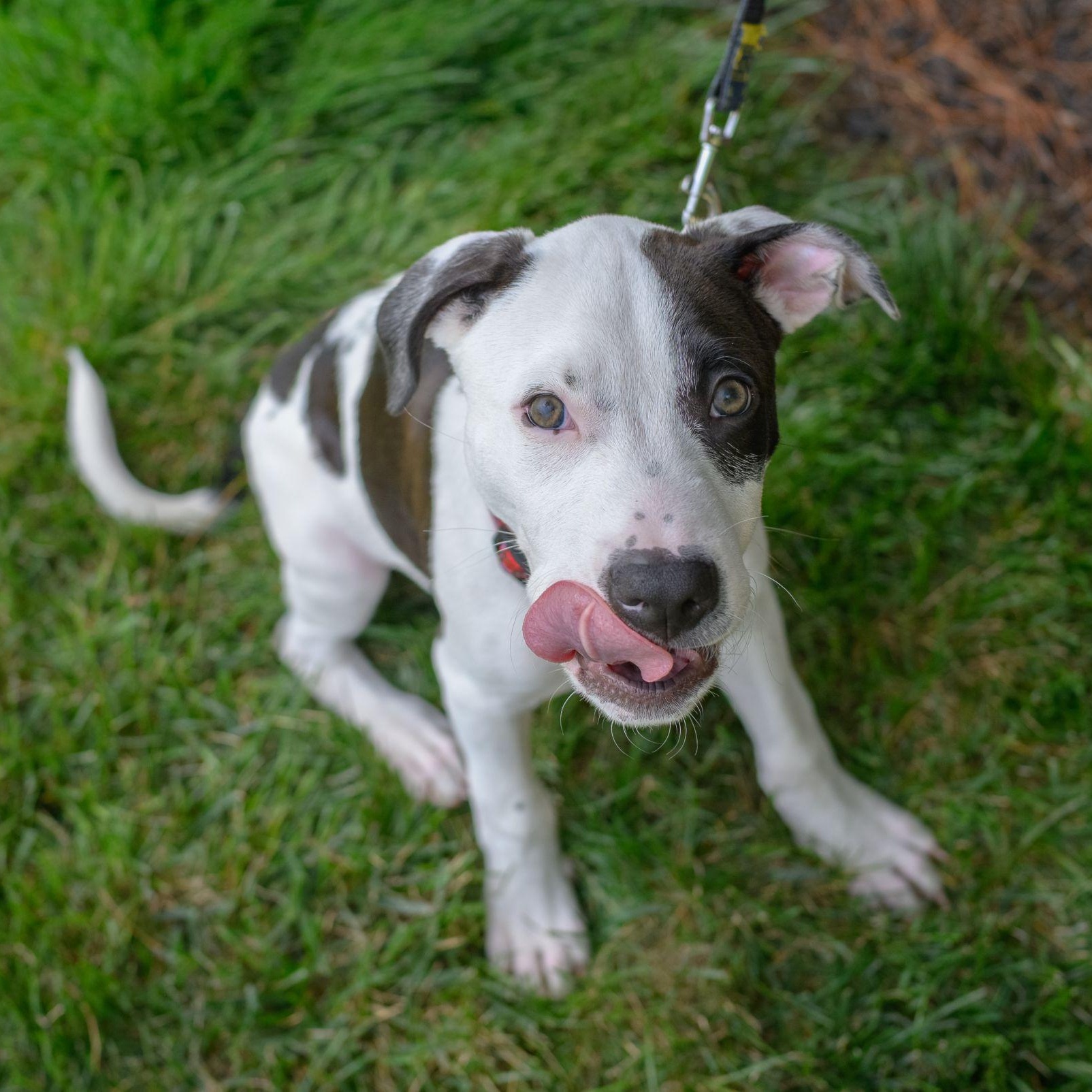 ZEUS, an adopted mixed breed in Hamilton, NJ image 3/5