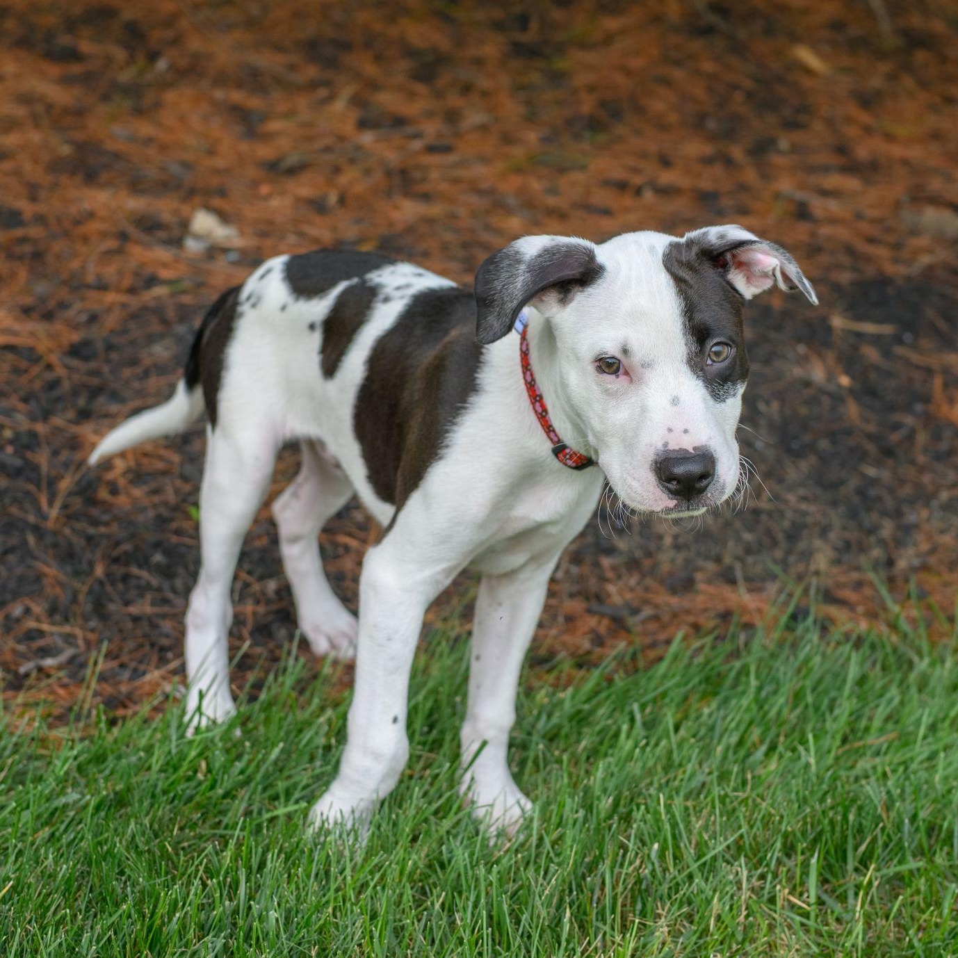 ZEUS, an adopted mixed breed in Hamilton, NJ image 4/5