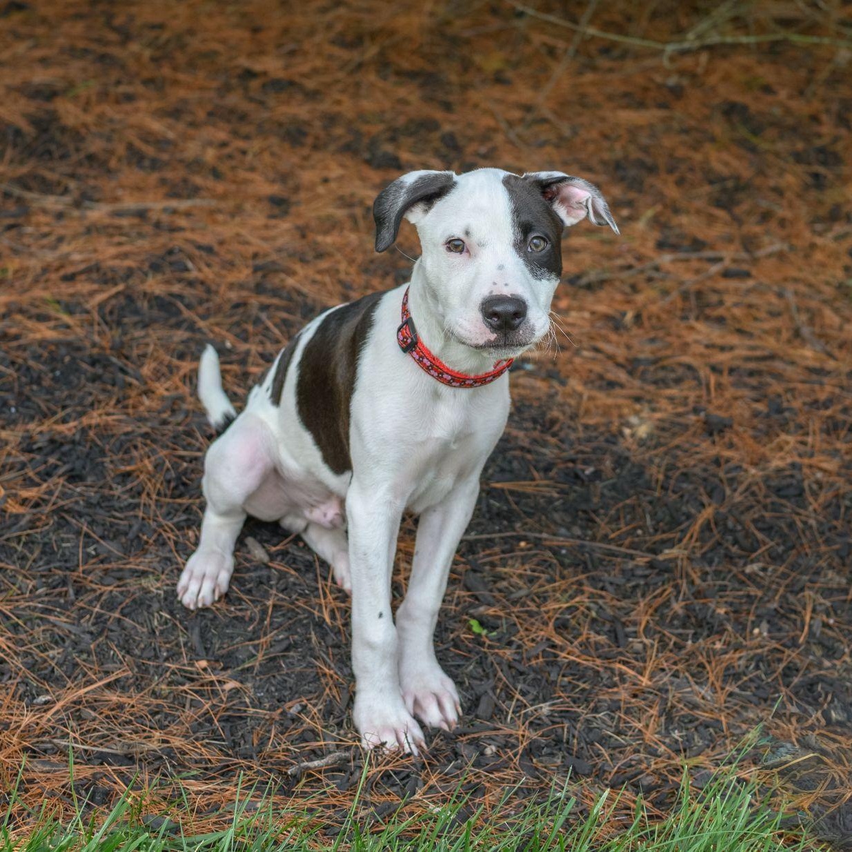 ZEUS, an adopted mixed breed in Hamilton, NJ image 5/5