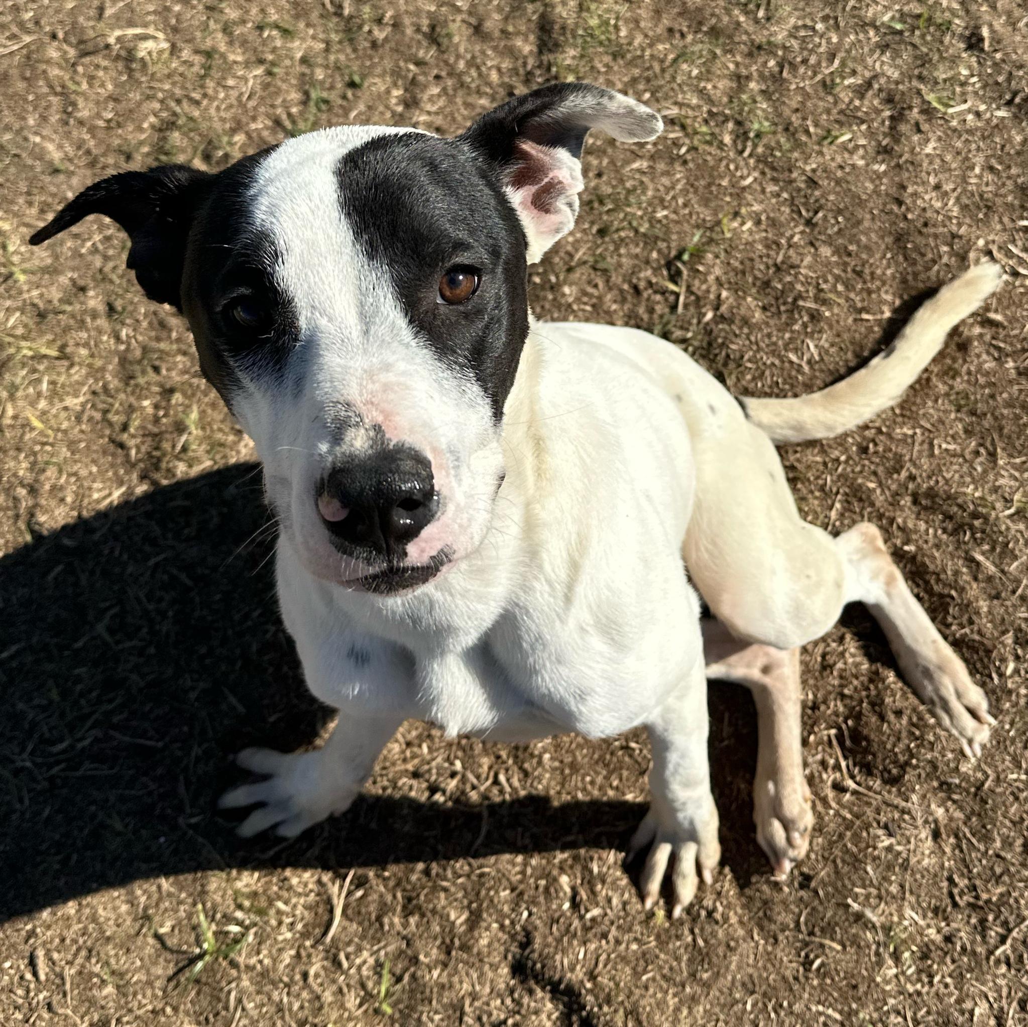 Evergreen, ADOPTABLE, Young Male Pit Bull Terrier.