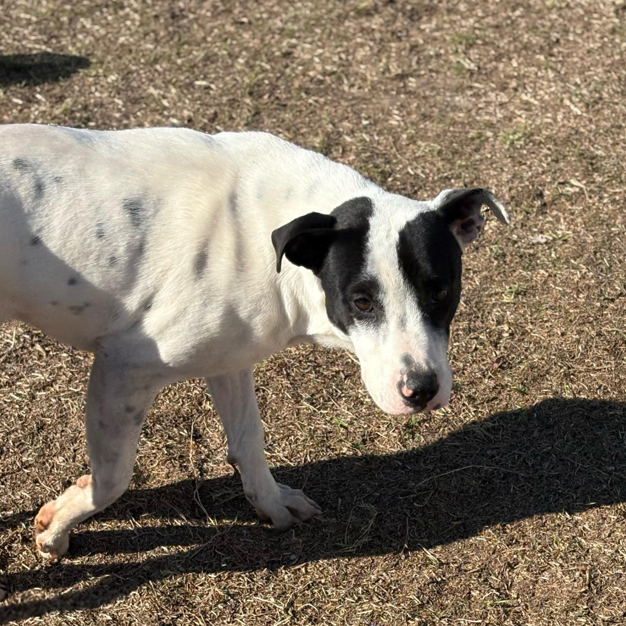 Enlarge Evergreen, a ADOPTABLE mixed breed in Valdosta, GA image 2/3