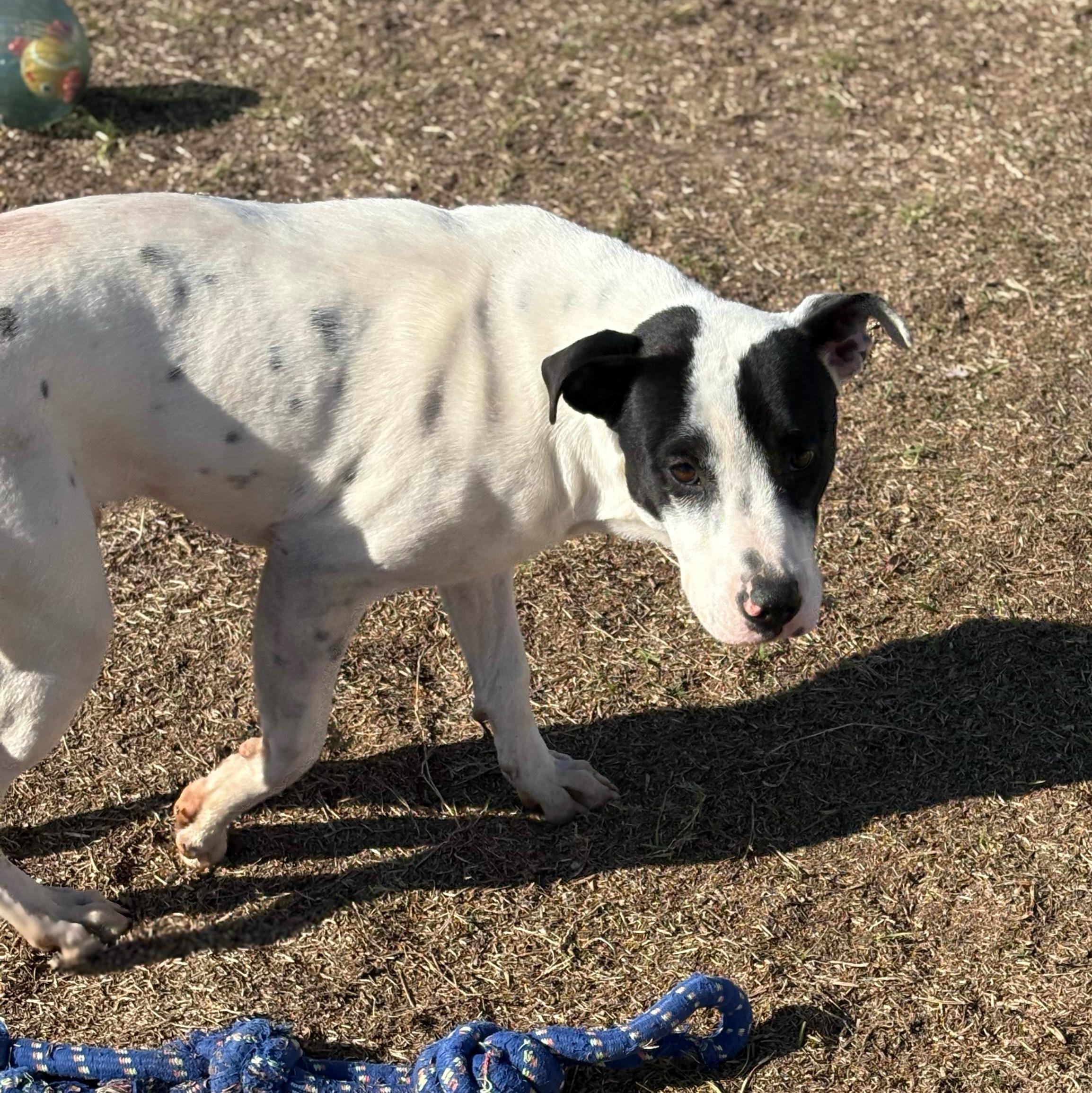 Enlarge Evergreen, a ADOPTABLE mixed breed in Valdosta, GA image 2/2