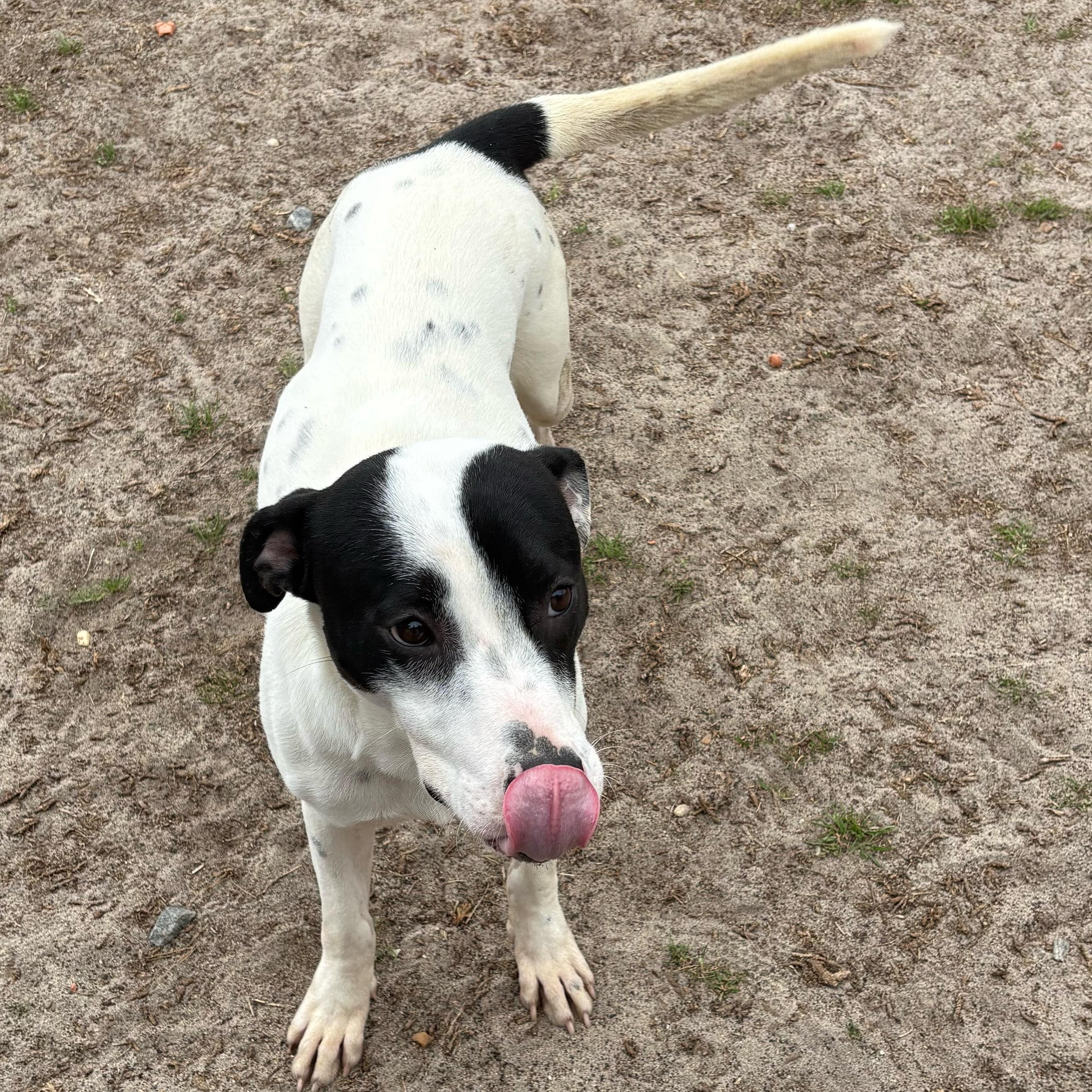Enlarge Evergreen, a ADOPTABLE mixed breed in Valdosta, GA image 1/3