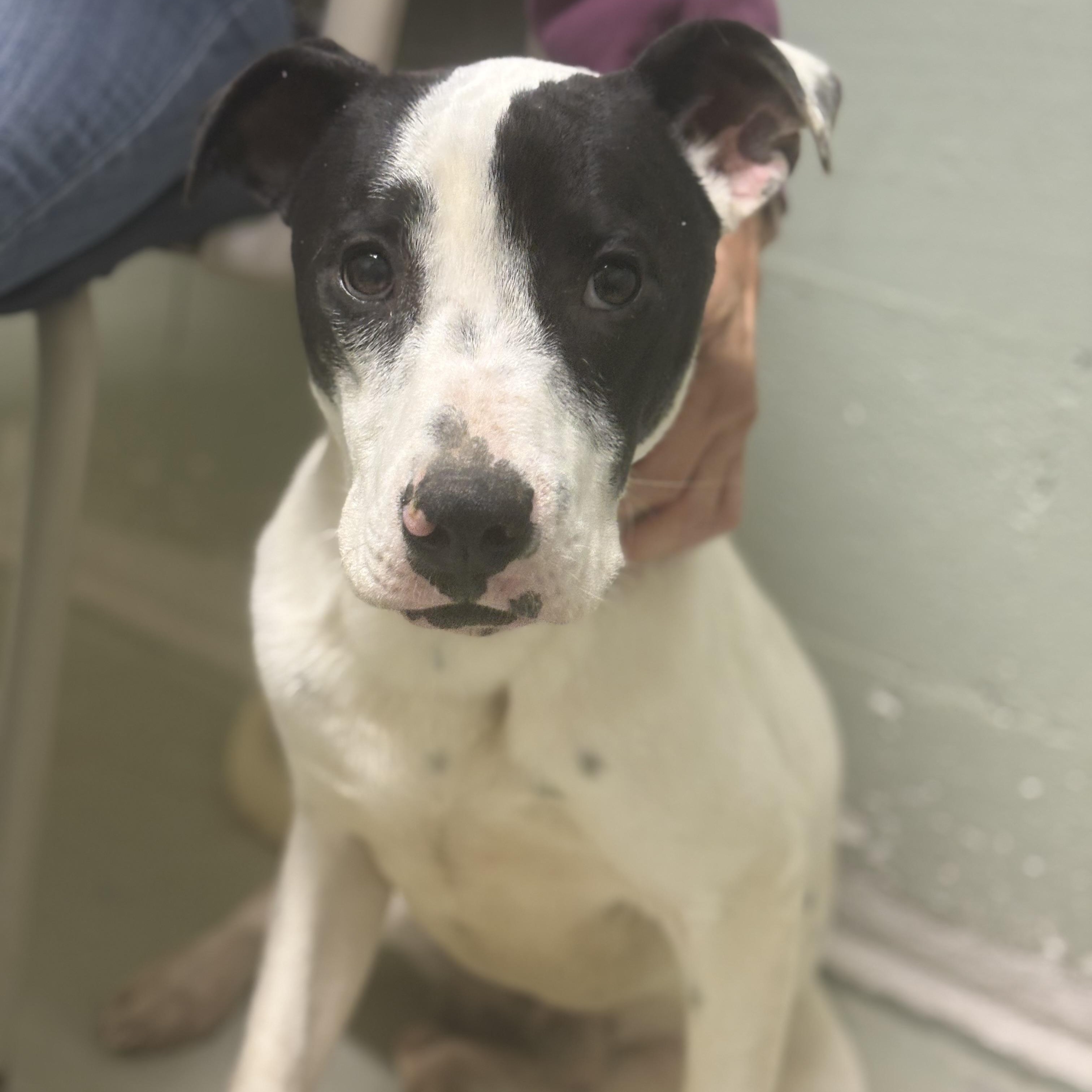 Enlarge Evergreen, a ADOPTABLE mixed breed in Valdosta, GA image 1/2