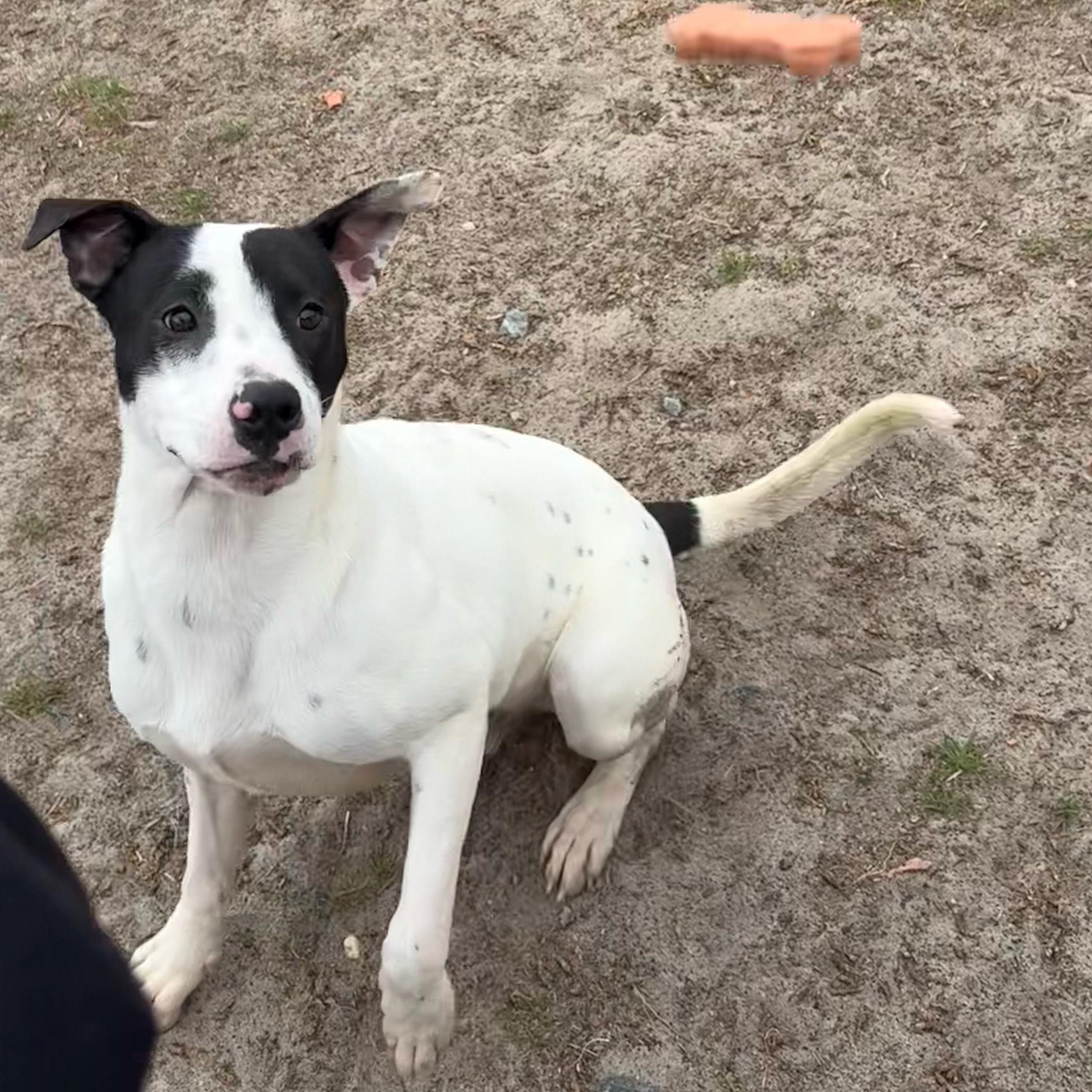 Enlarge Evergreen, a ADOPTABLE mixed breed in Valdosta, GA image 3/3