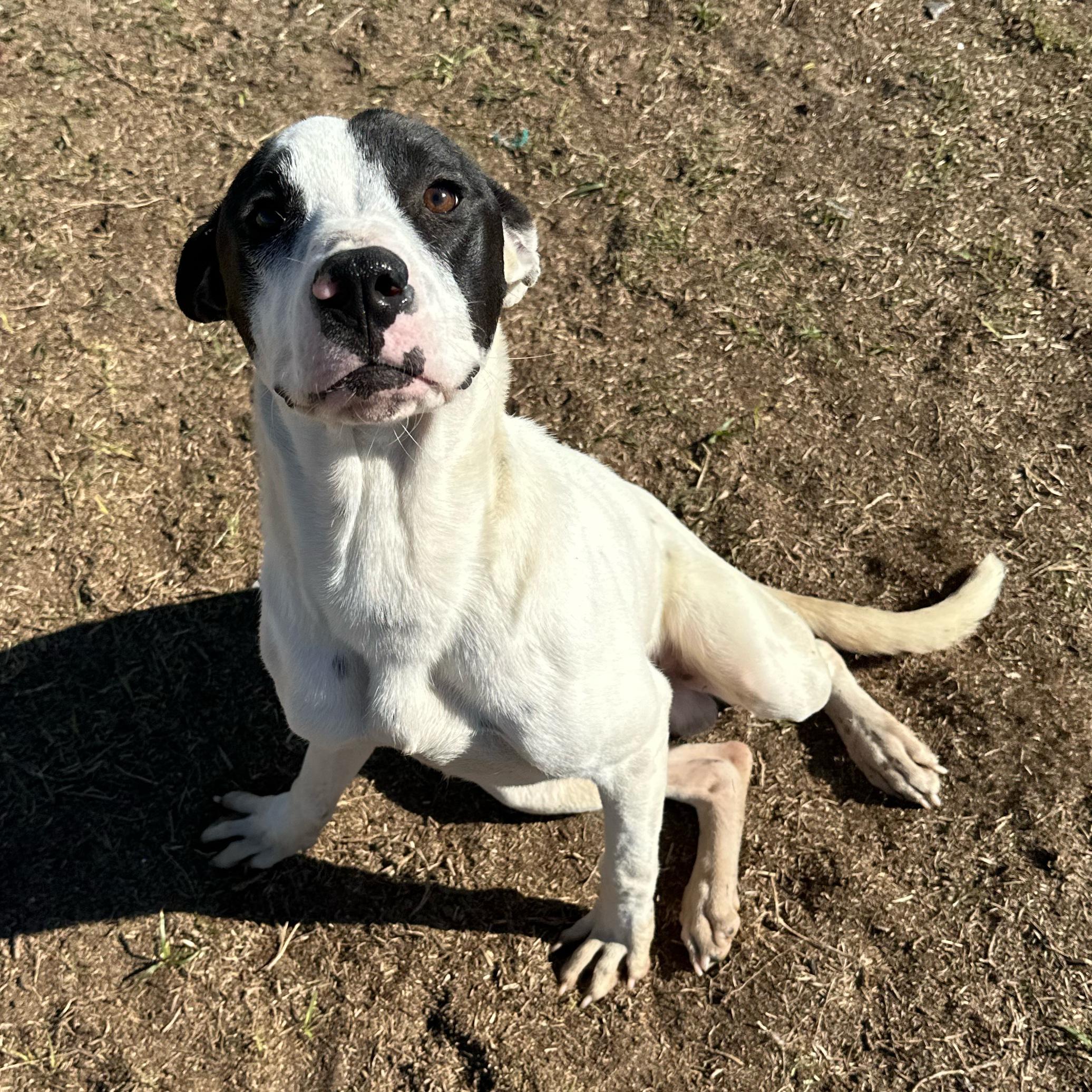 Enlarge Evergreen, a ADOPTABLE mixed breed in Valdosta, GA image 3/3