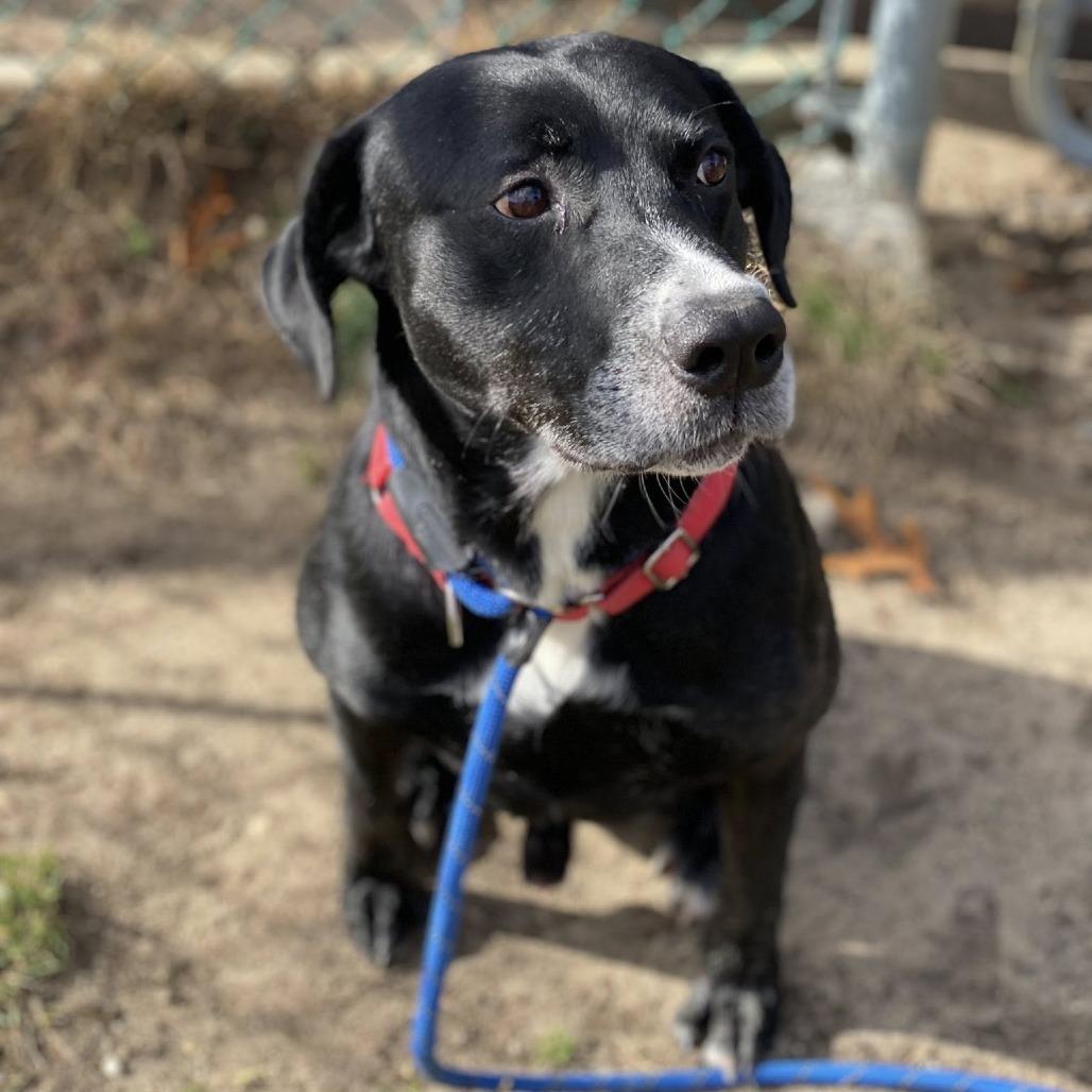 Enlarge Blackhawk, a Adoptable Mixed Breed in Vineland, NJ image 1/4